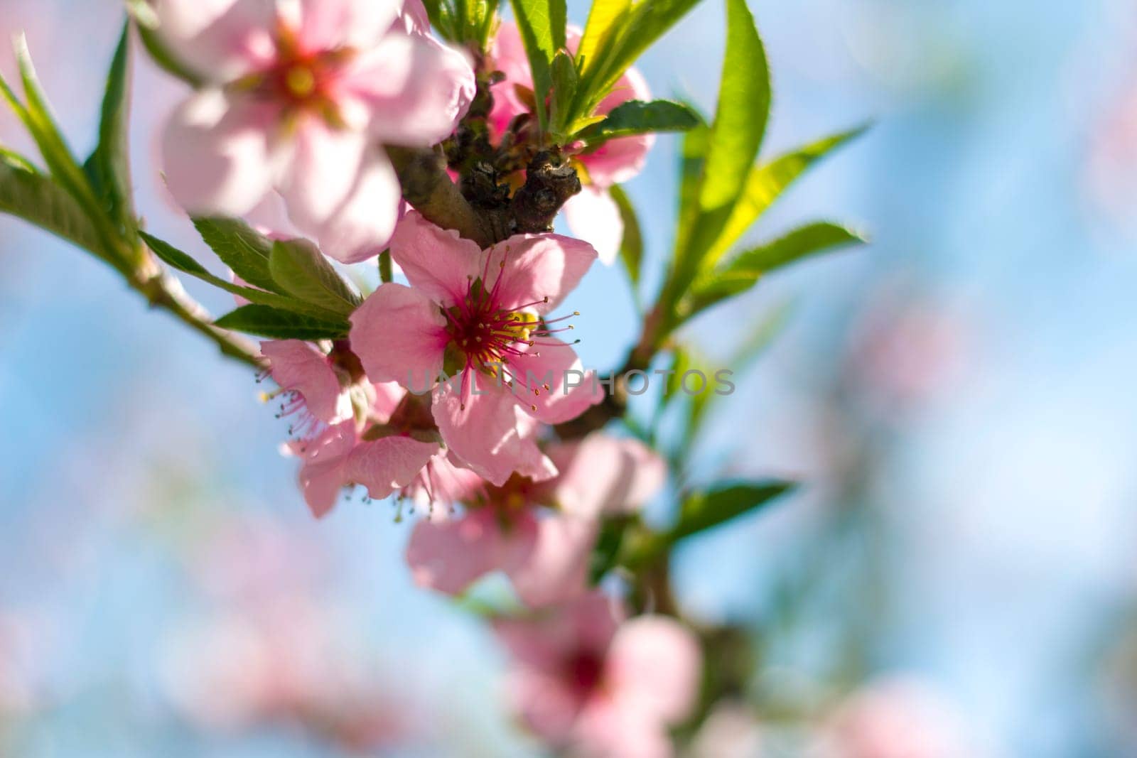 Spring peach nectarine blossom branch. Agriculture beautiful season farming springtime landscape