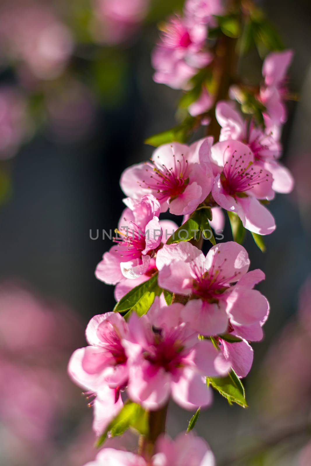Spring peach nectarine blossom on sunny day tree. Agriculture beautiful season farming springtime landscape