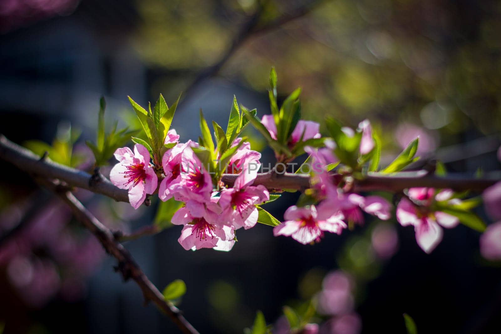 Spring peach nectarine blossom on tree. Agriculture beautiful season farming springtime landscape