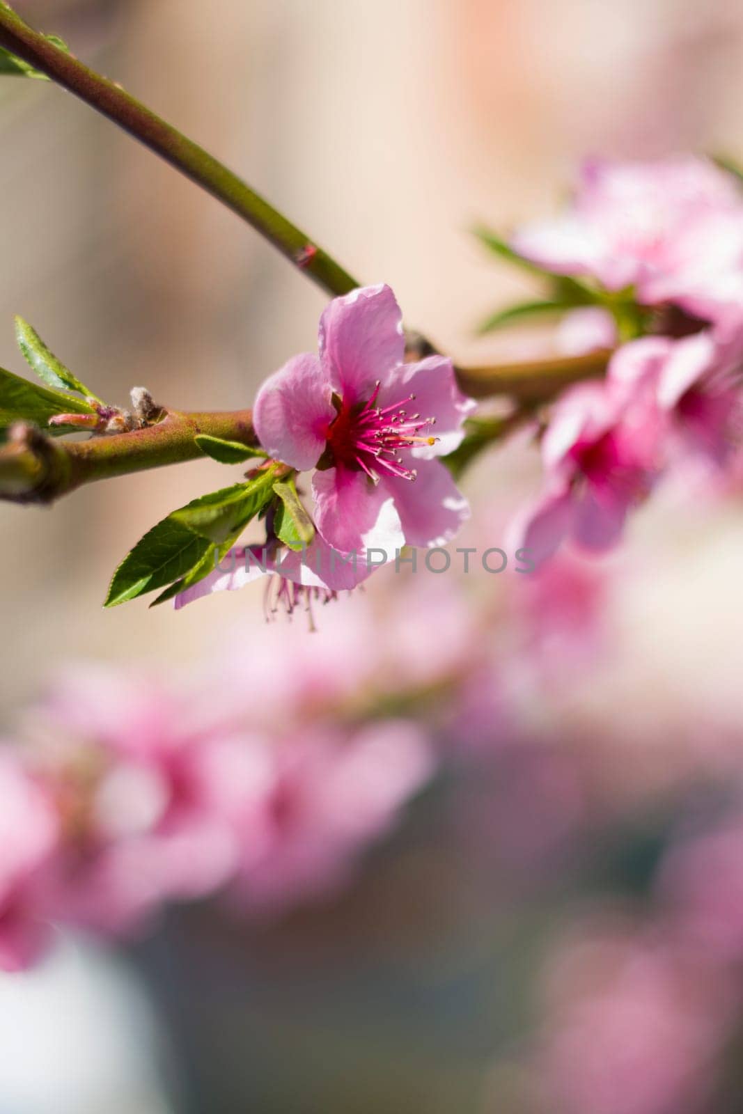 Spring peach nectarine flower blossom on branch. Agriculture beautiful season farming springtime landscape