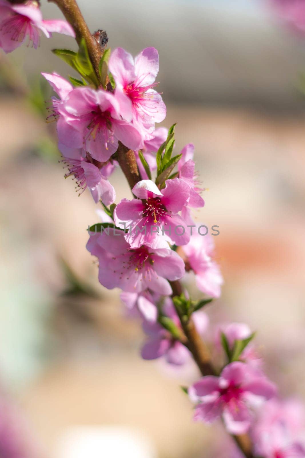 Spring peach nectarine flowers blossom on sunny branch. Agriculture beautiful season farming springtime landscape