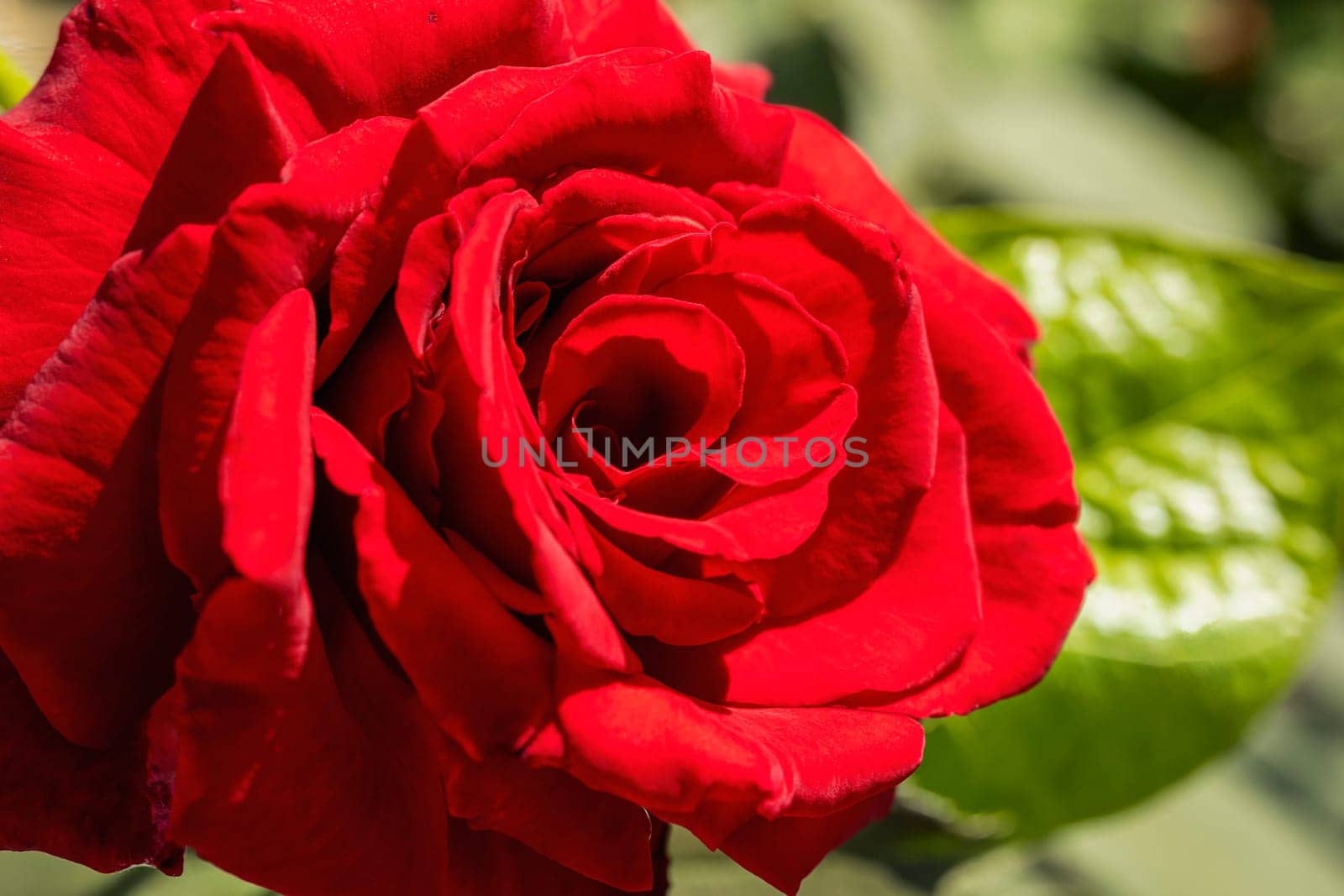 red rose flower close up by zokov