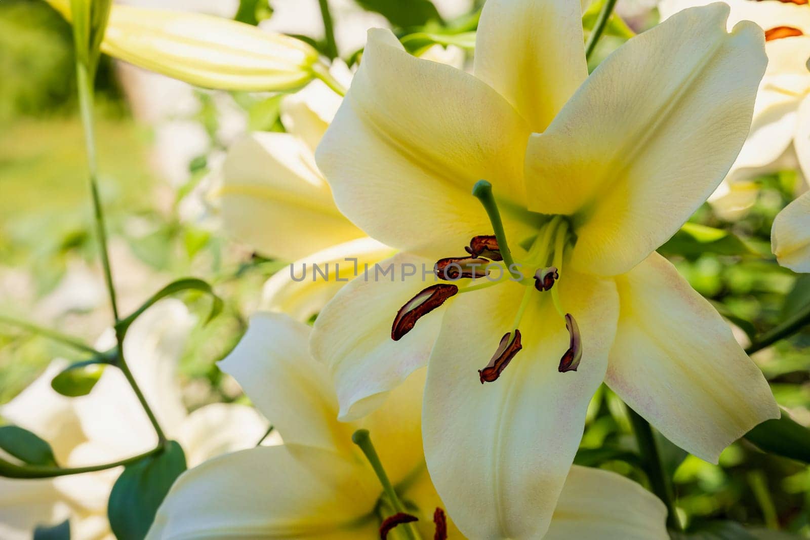 bright yellow lily closeup by zokov