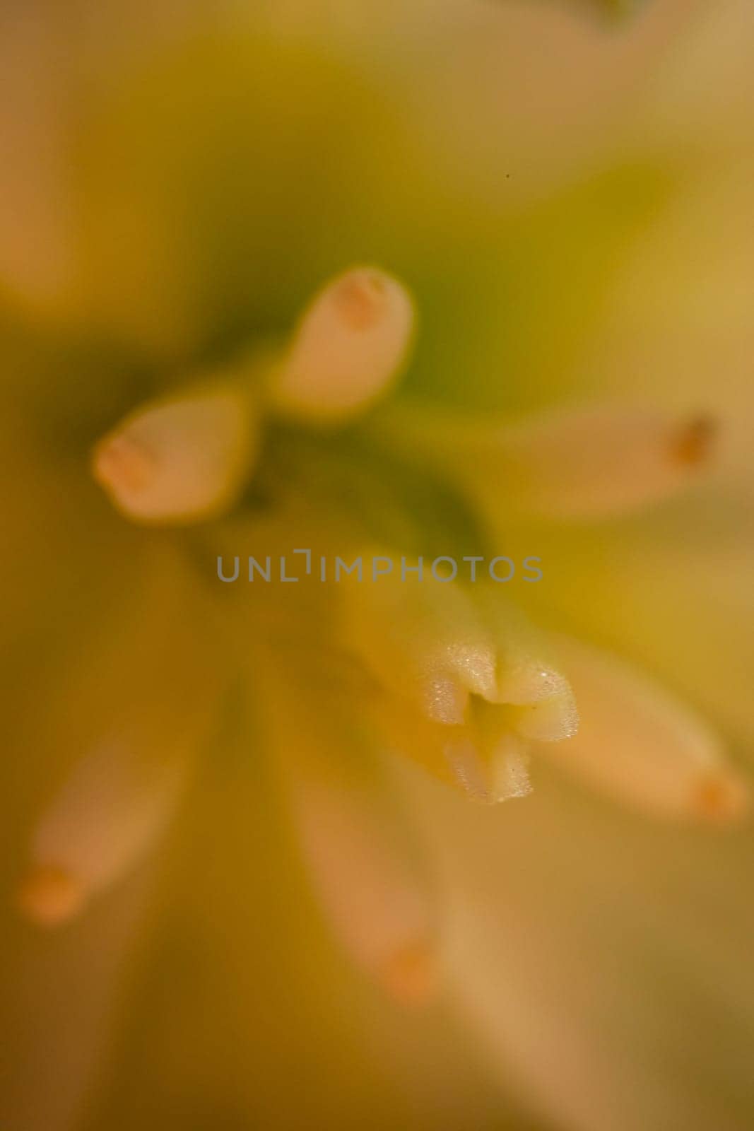 Yucca flowers close up illuminated by natural light