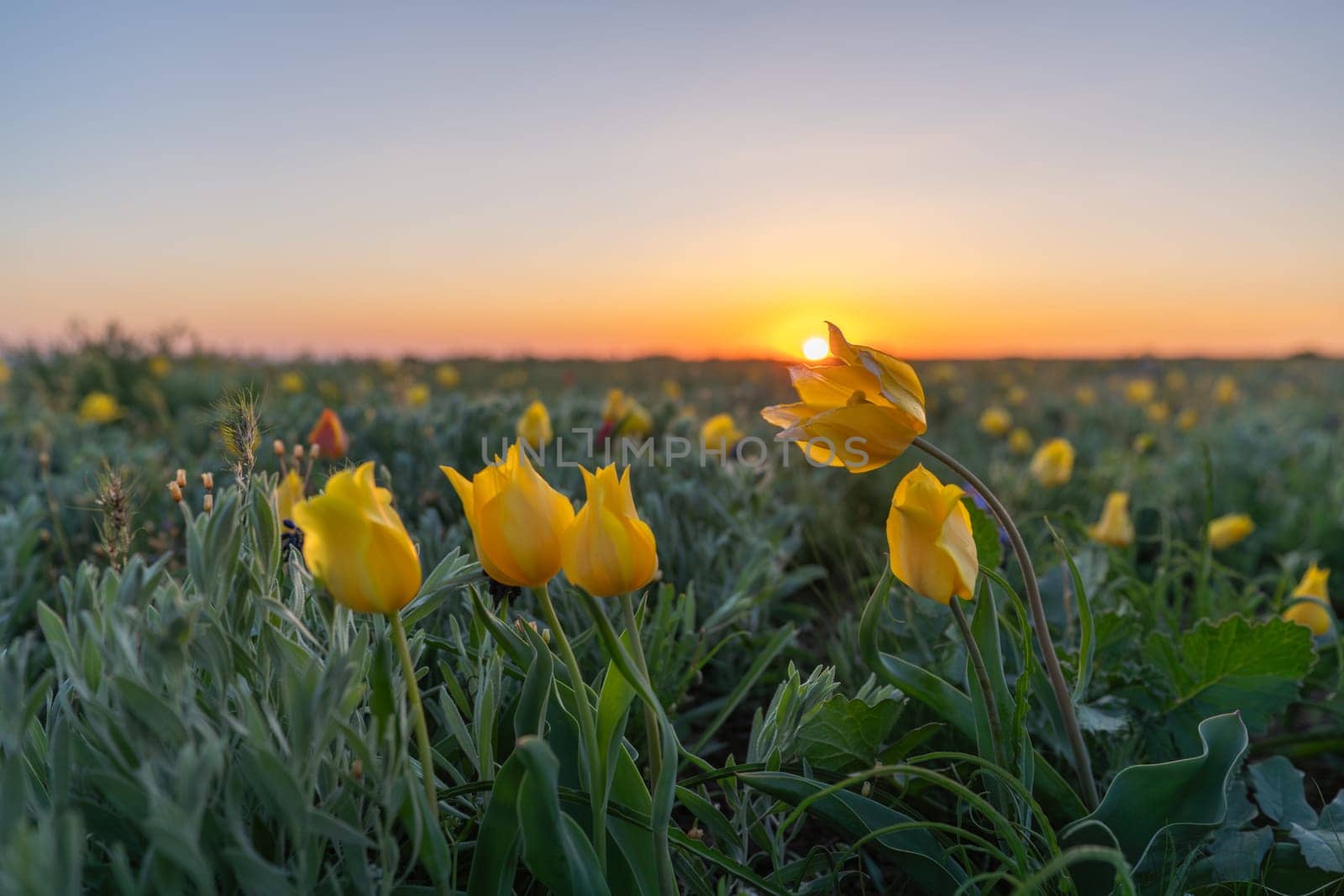 A field of yellow flowers with a sun in the background. The sun is setting, creating a warm and peaceful atmosphere