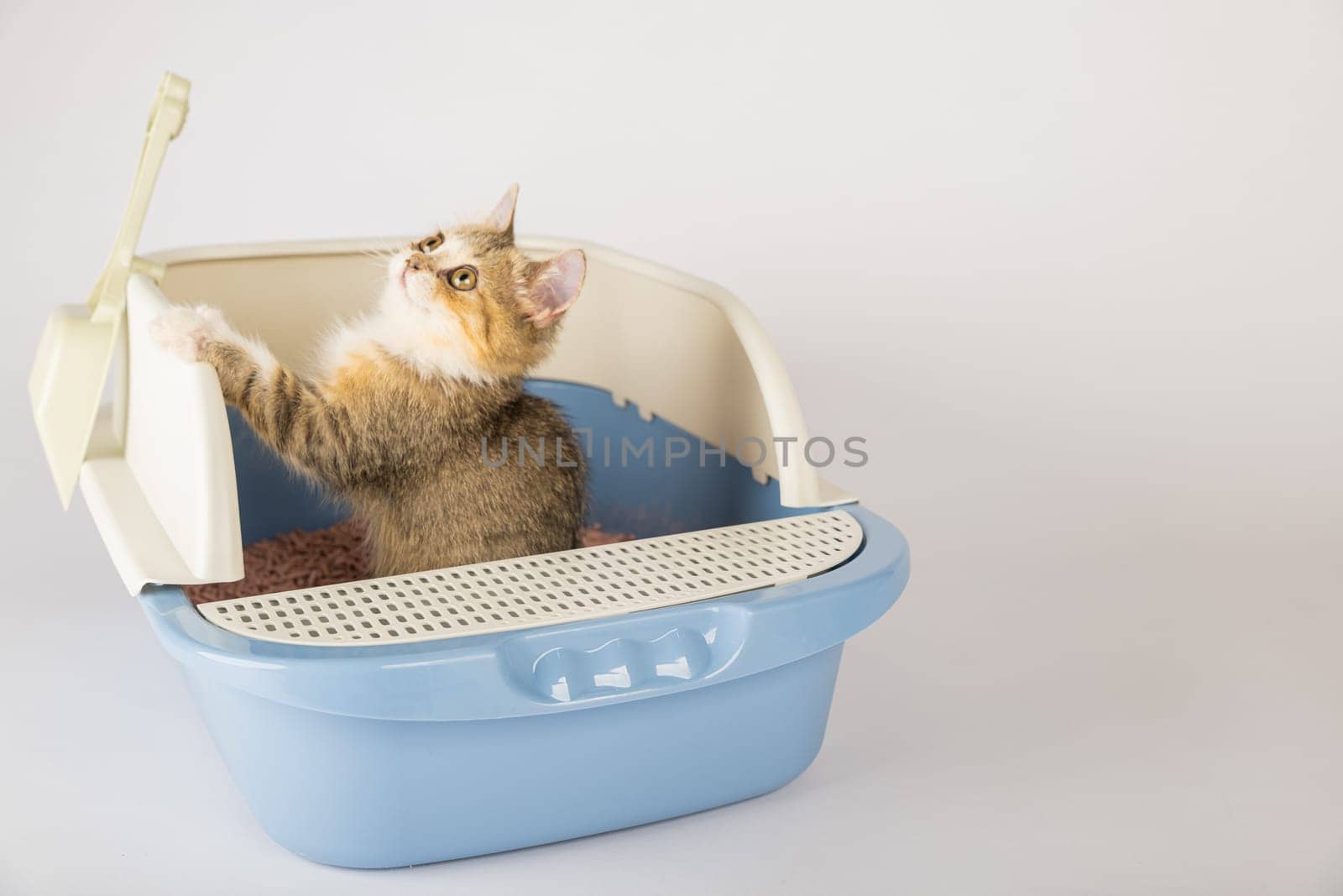 In a clean isolated environment a cat is comfortably seated within a litter box. This cat tray reinforces the need for animal care and hygiene while the cat does its business. by Sorapop