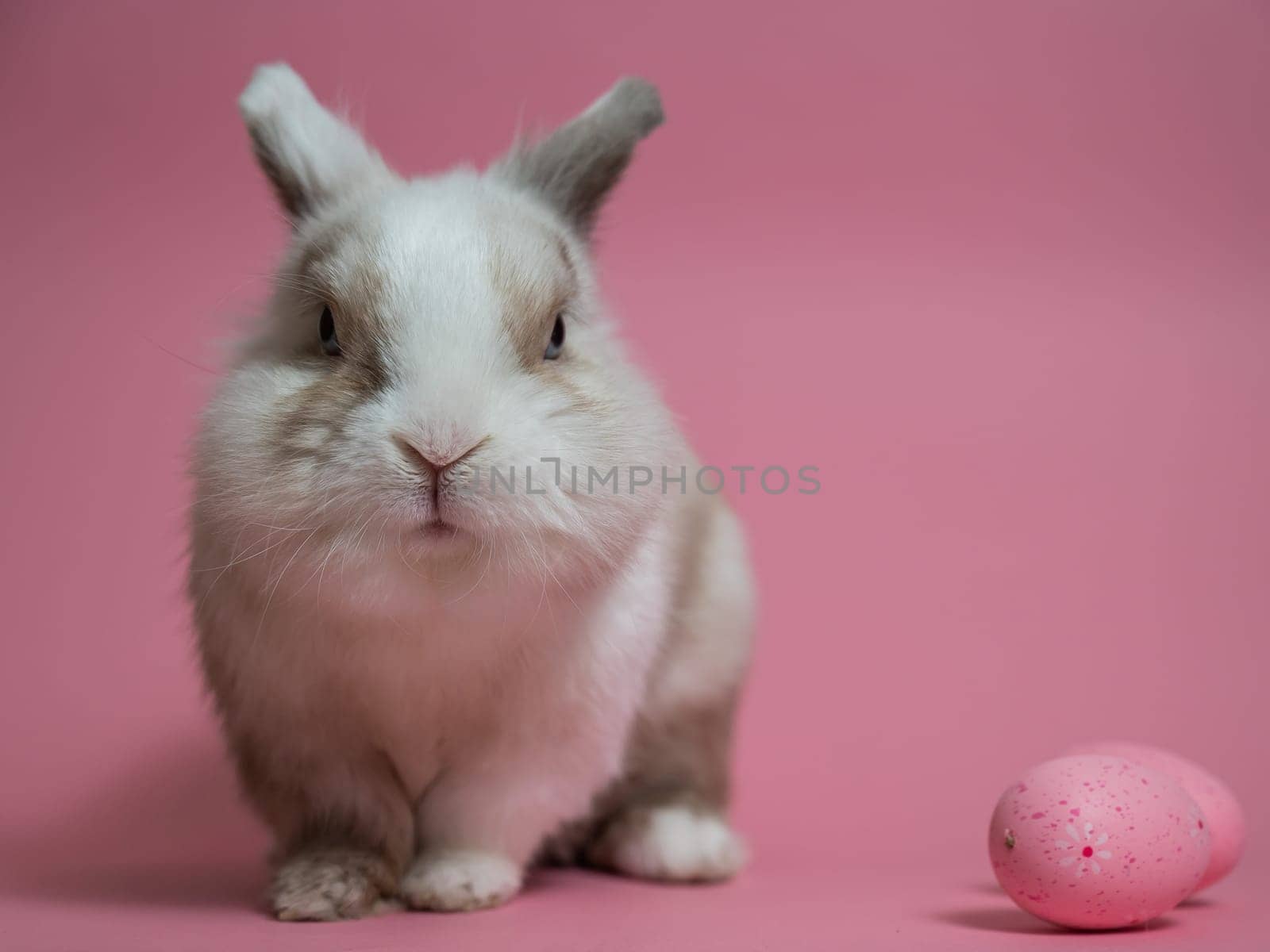 Easter Bunny on a pink background with a painted egg. by mrwed54