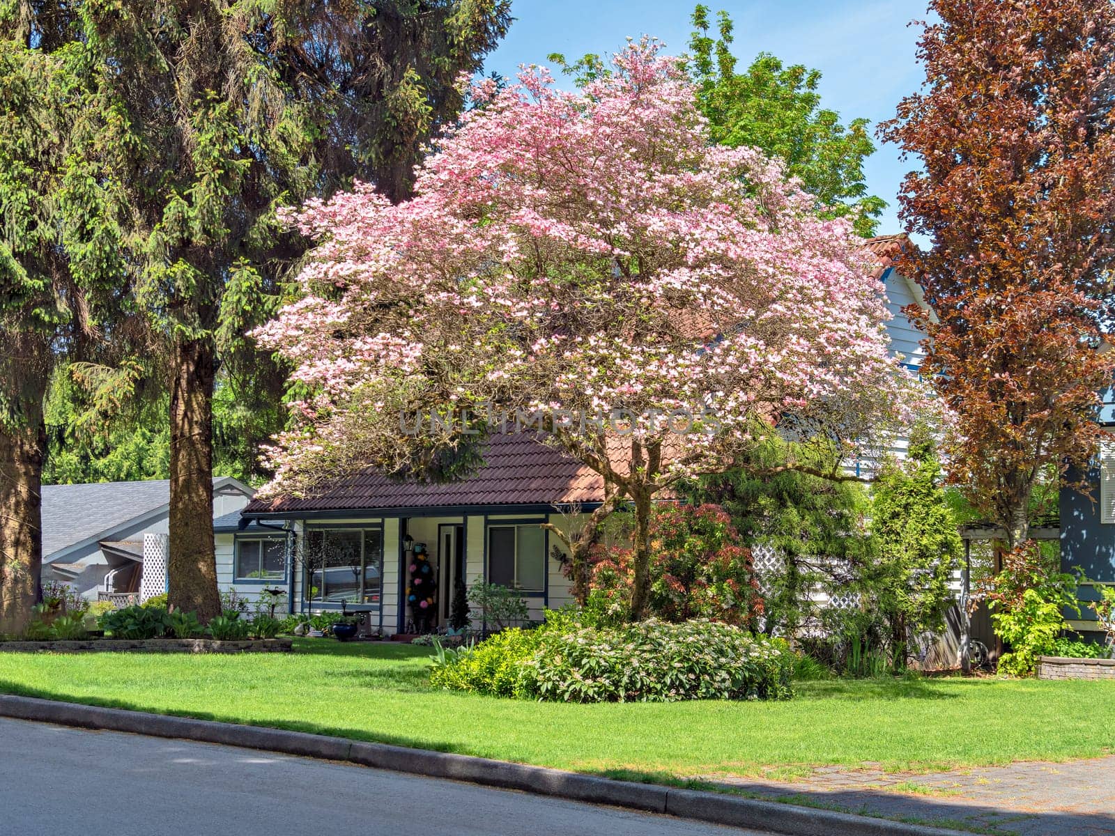 Entrance of residential house in the shadow of blossoming tree.