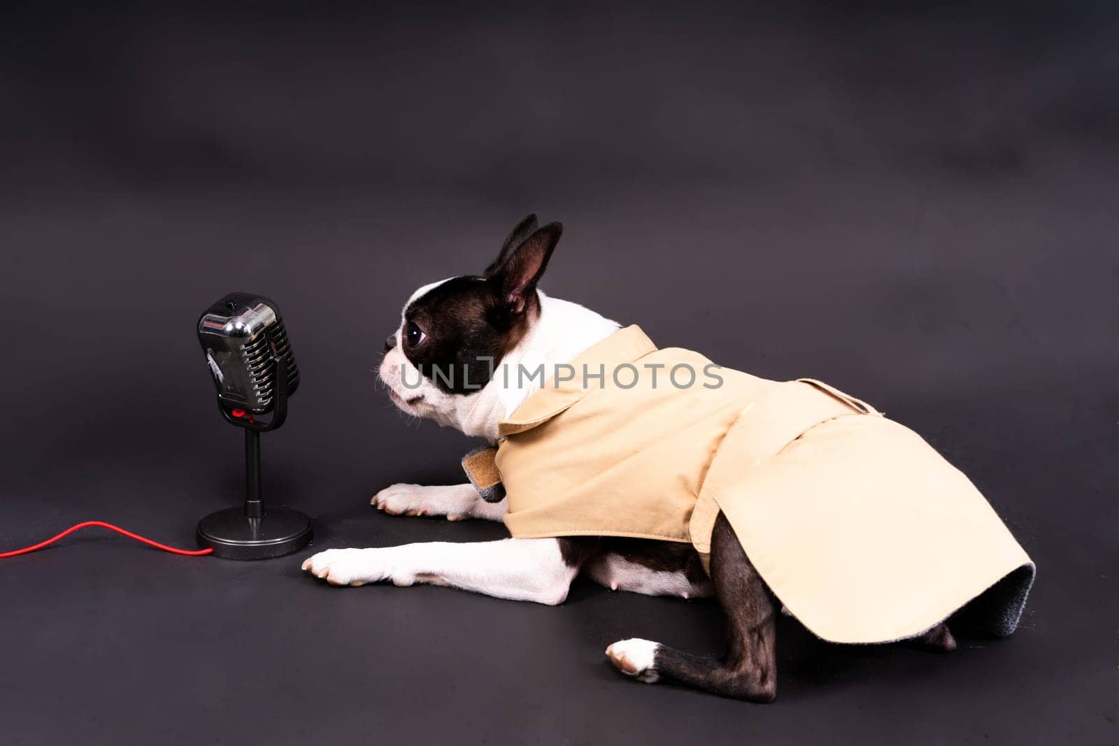 The muzzle of a Boston Terrier dog gives interview into the microphone.