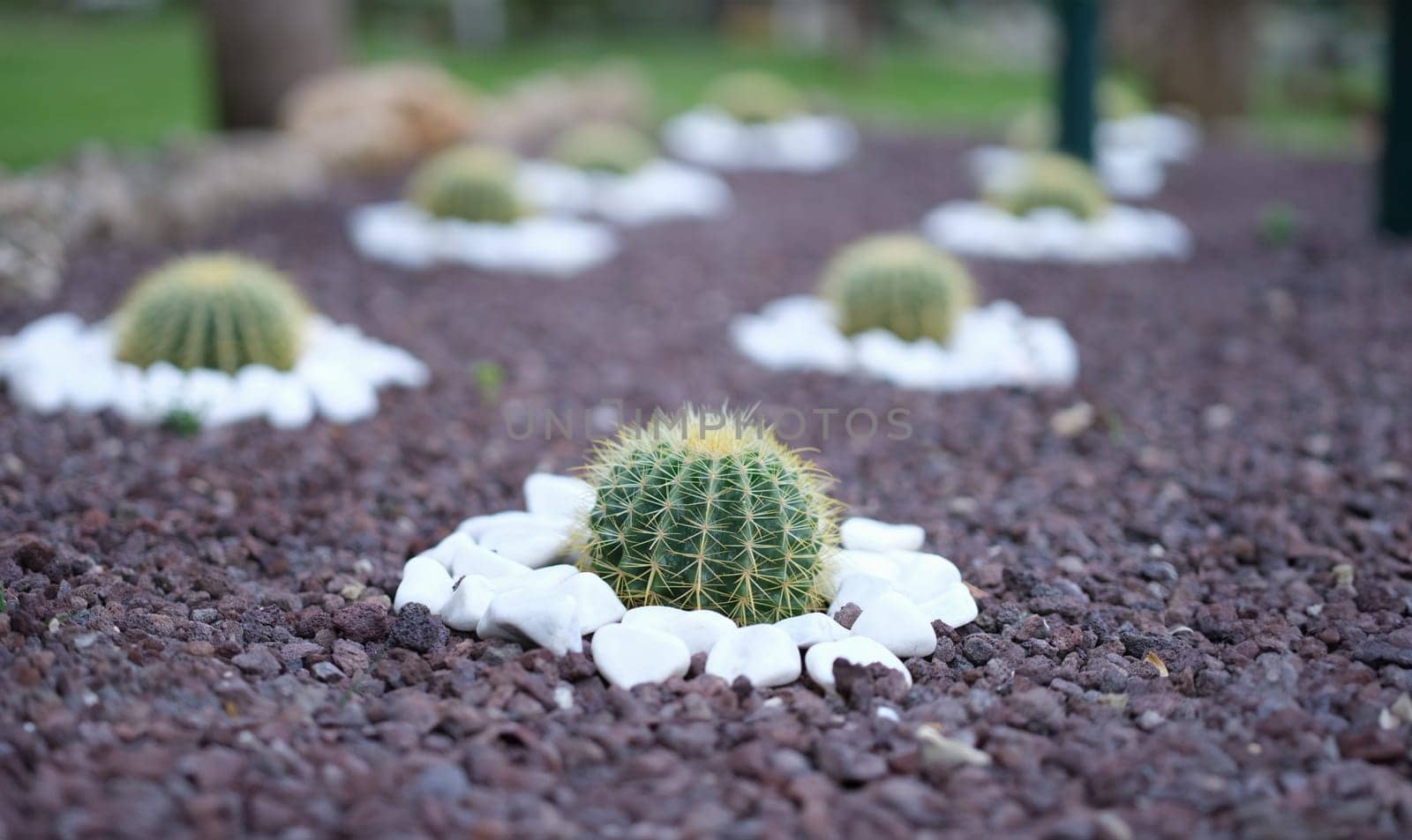 Flowerbed of cactus flowers in the garden with purple and white stones. Beautiful cactus plantation in summer garden concept
