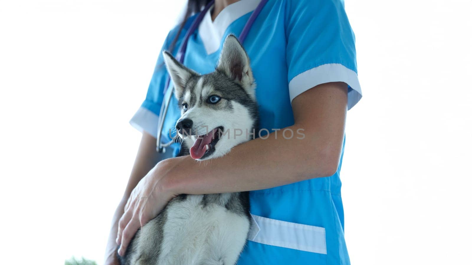 Veterinarian and beautiful little husky dog in veterinary clinic. Medical care for animals concept