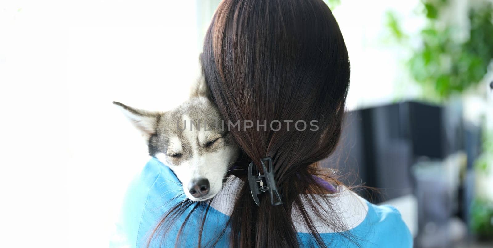 Veterinarian holds cute sleeping husky dog in arms by kuprevich