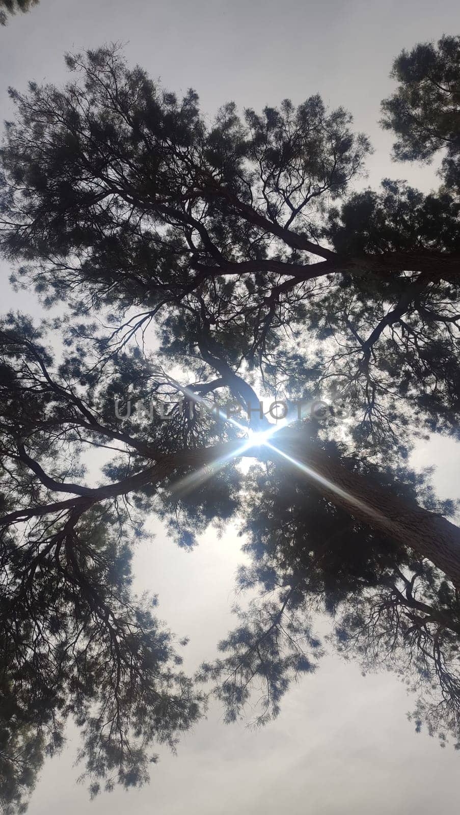 tree branches, sky sunlight, nature summer. High quality photo