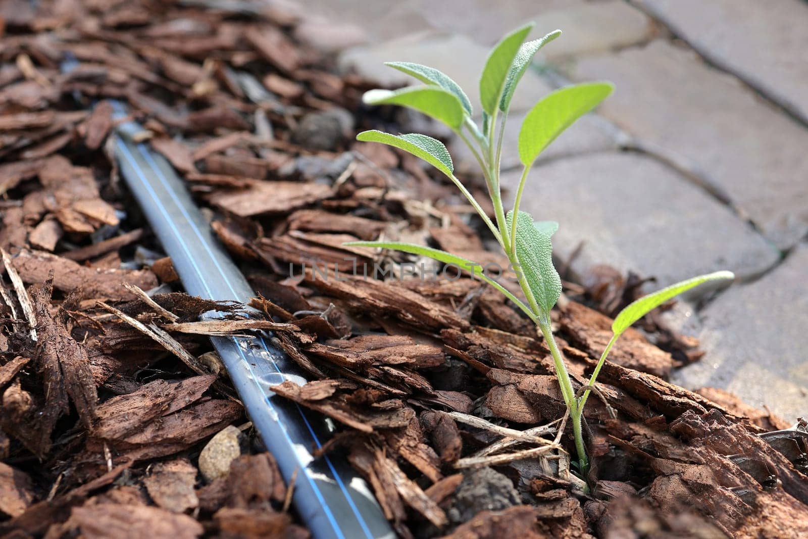 Young blue sage plant with mulch and drip irrigation, along a sidewalk with concrete tiles. Gardening