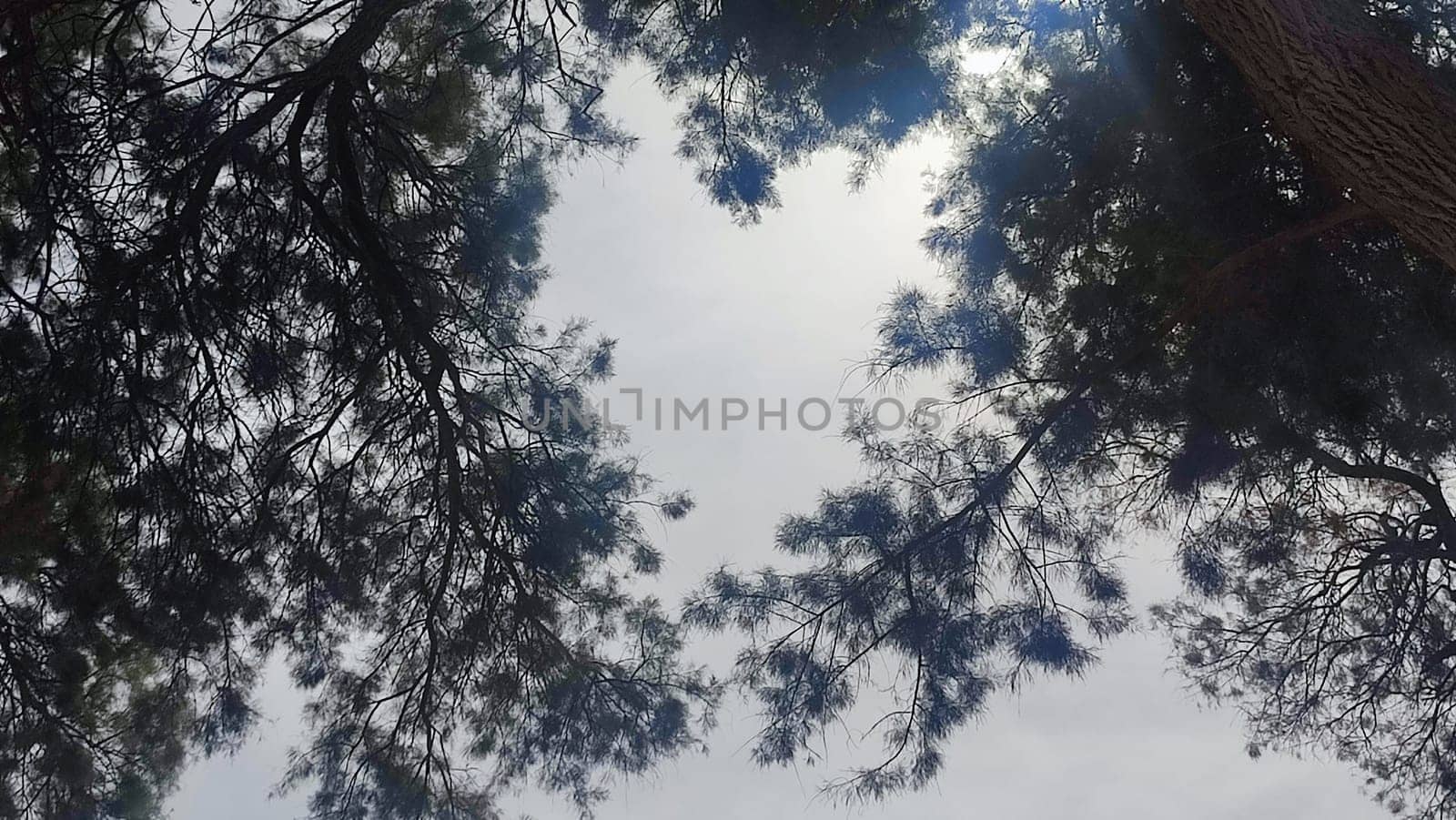 tree branches, sky sunlight, nature summer. High quality photo
