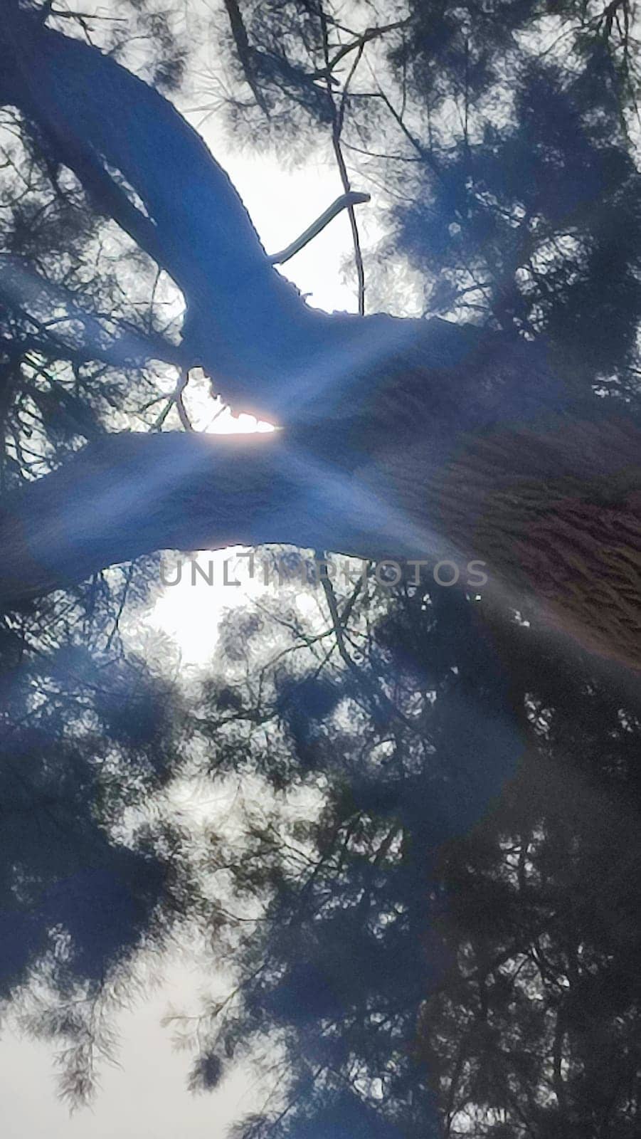 tree branches, sky sunlight, nature summer. High quality photo