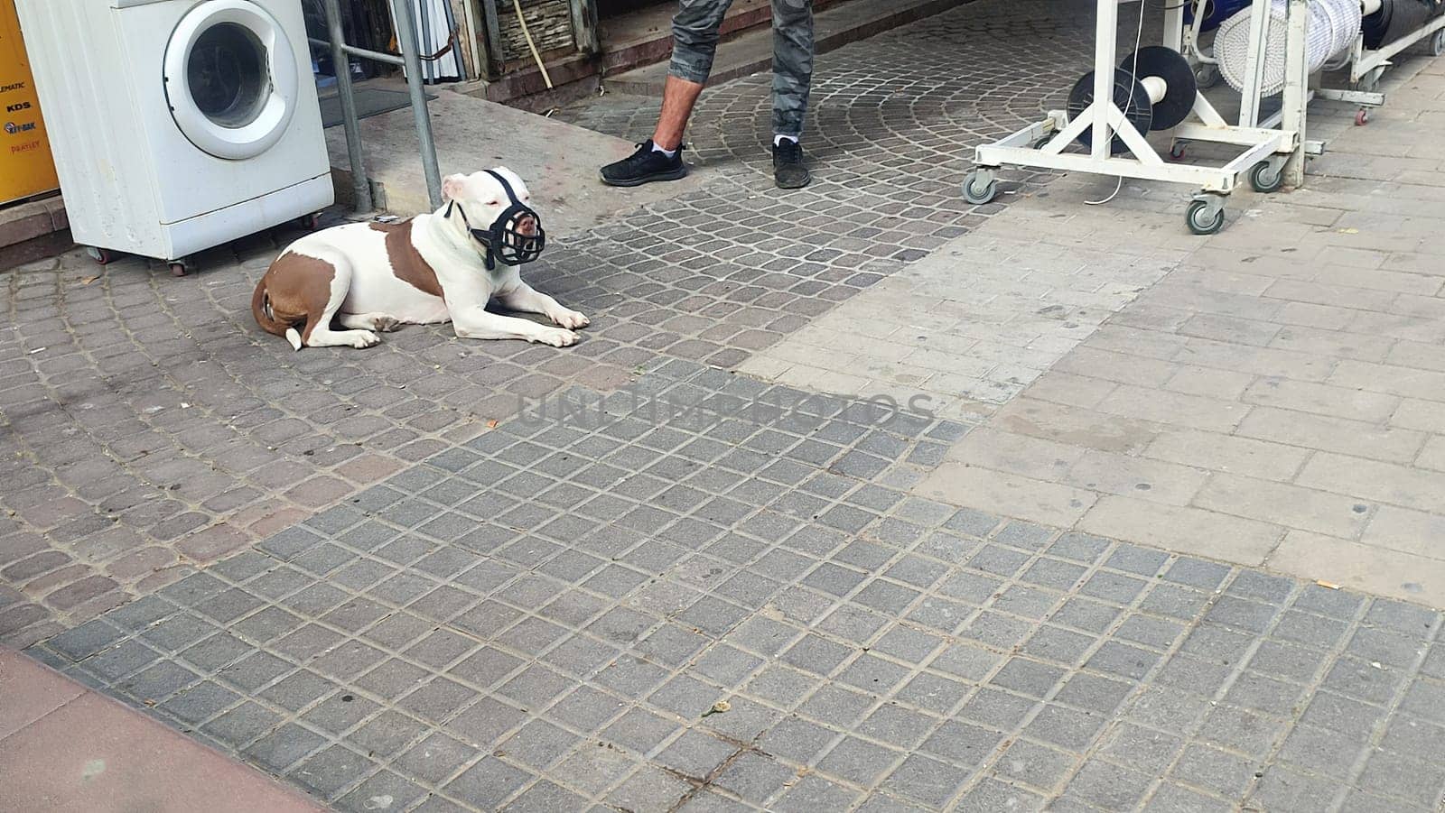 white bull terrier dog lies in a muzzle. High quality photo