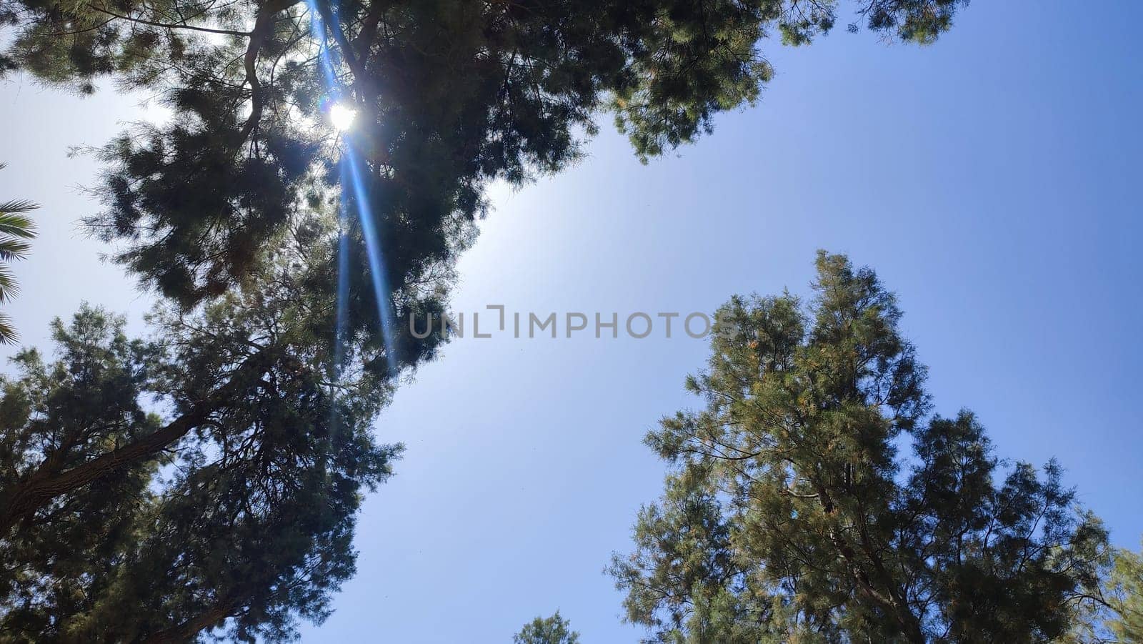green park spring summer, trees, grass, leaves and sky, landscape. High quality photo