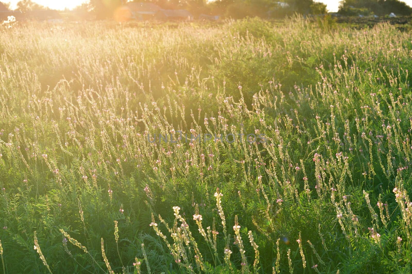 Fragment of a field with blooming heather at sunset by olgavolodina