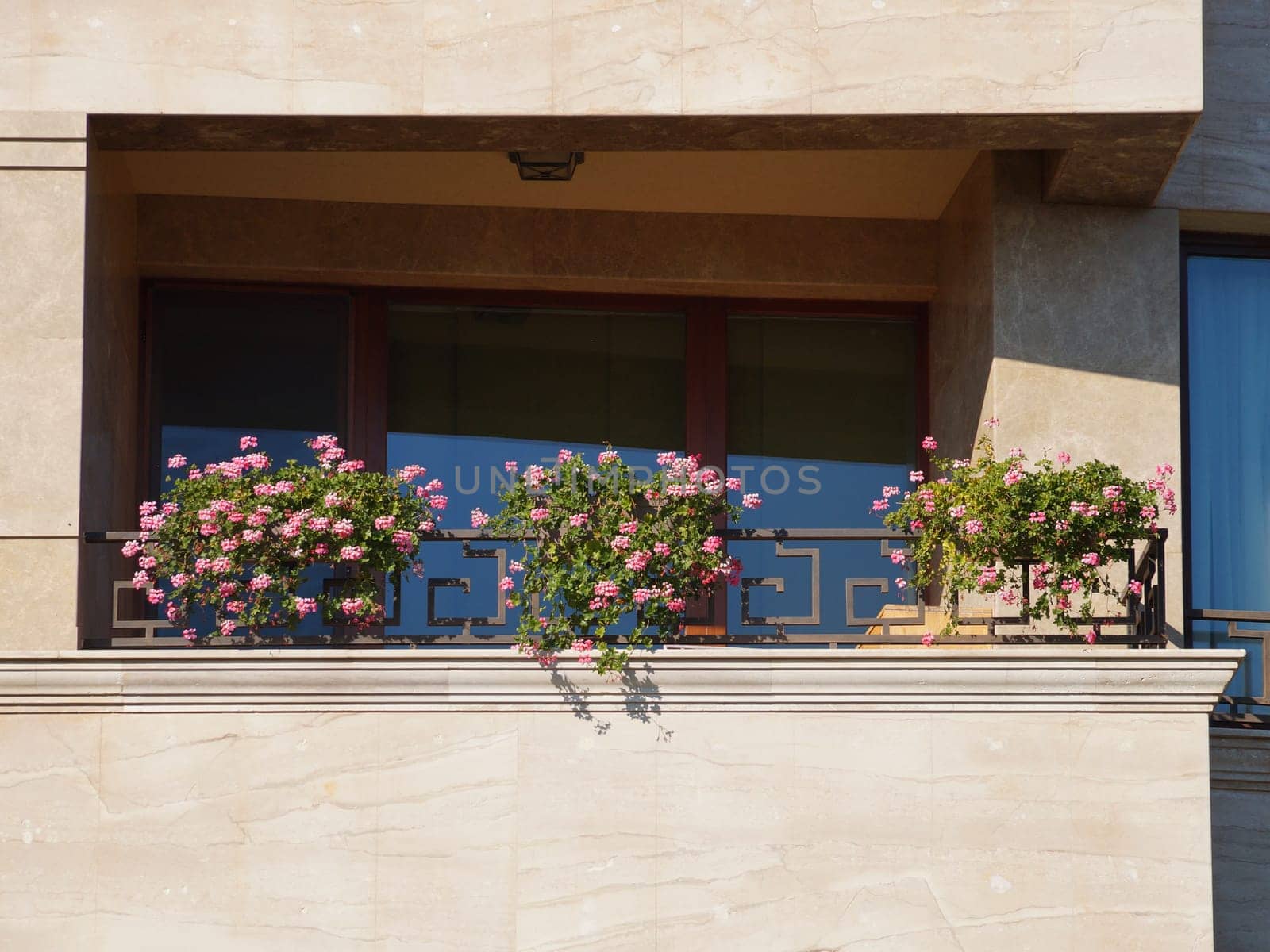 pink geraniums in flowerpots bloom on a sunny balcony by Annado