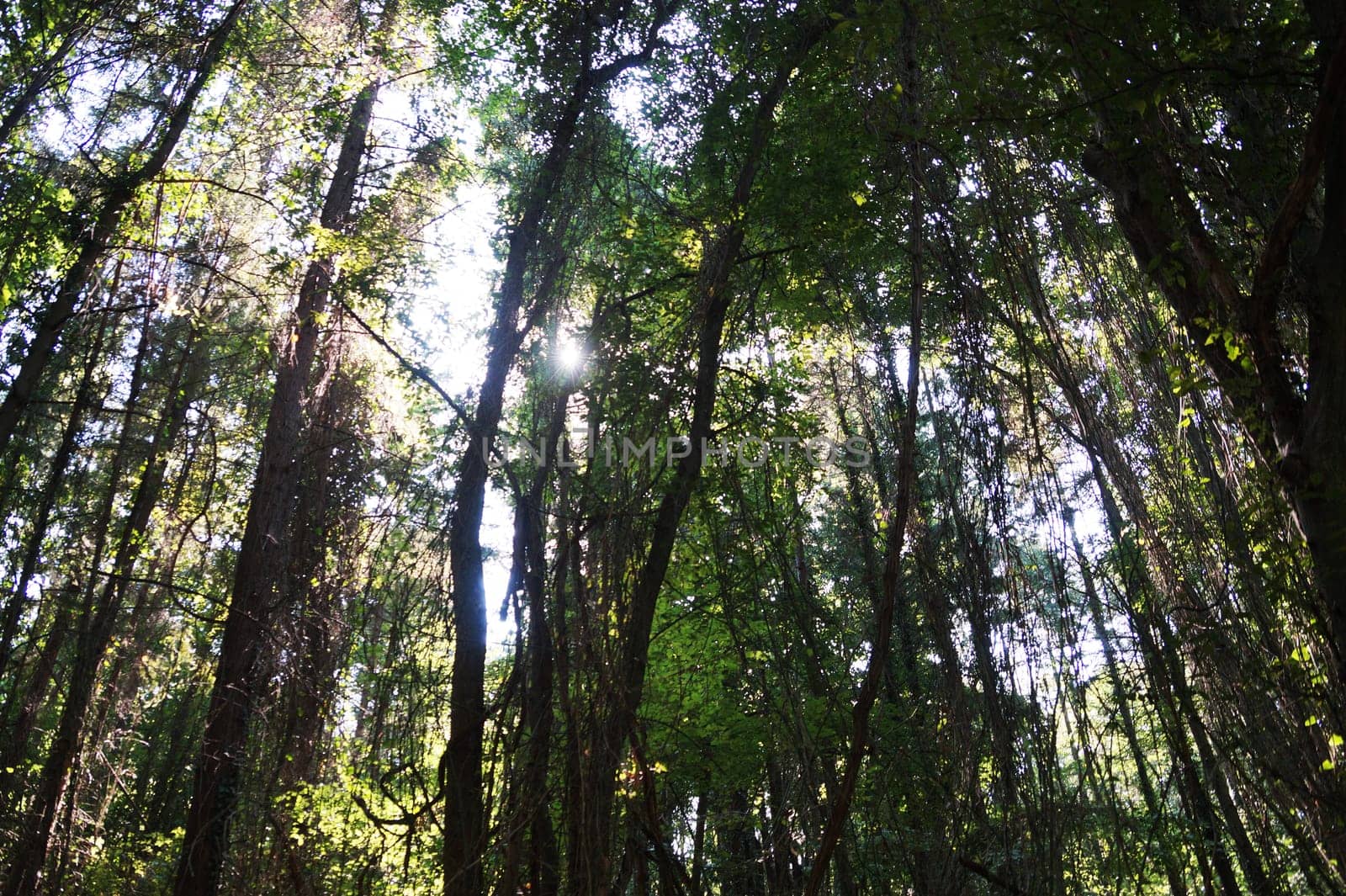 sunlight peeking through dense forest canopy leaves by Annado