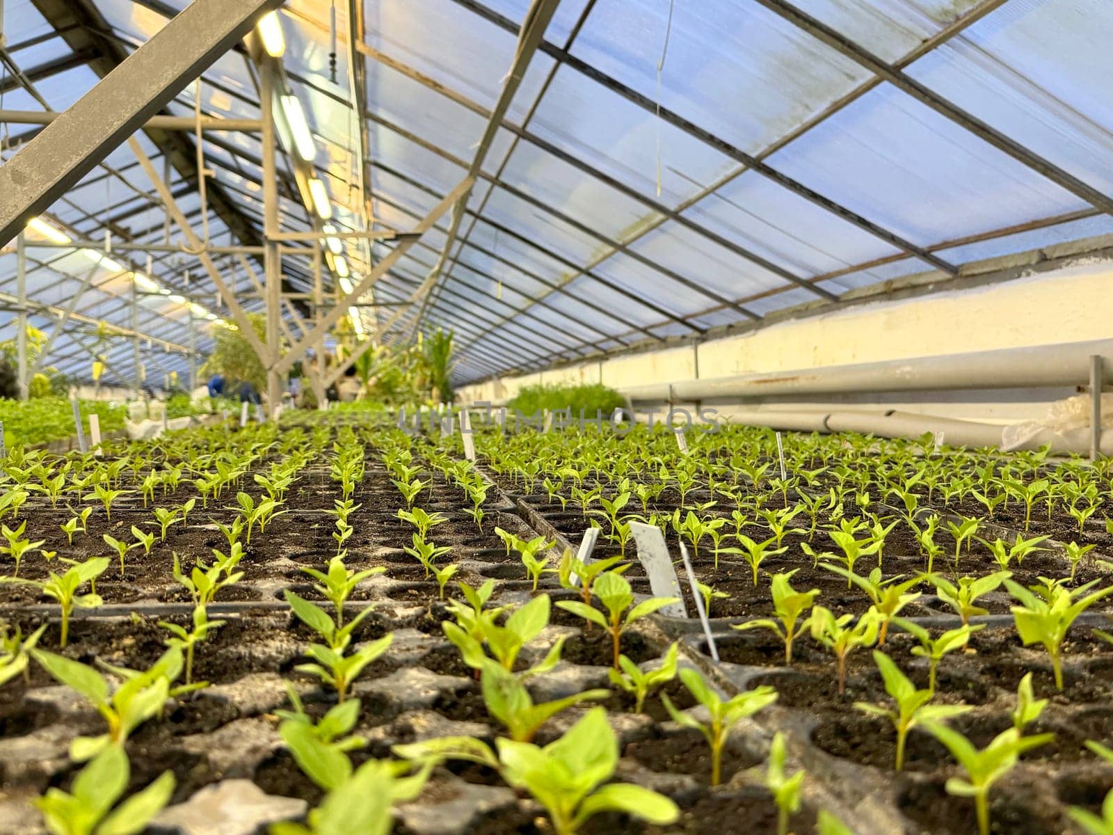greenhouse interior with rows of young plant seedlings by Annado