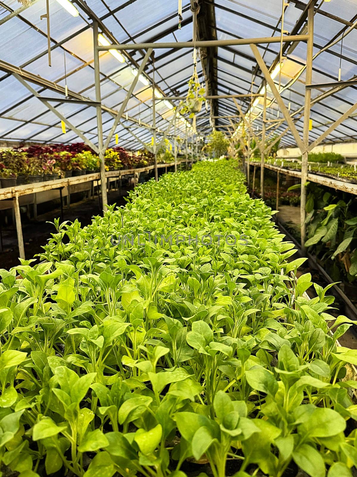 seedlings of ornamental plants in an industrial greenhouse, perspective view by Annado
