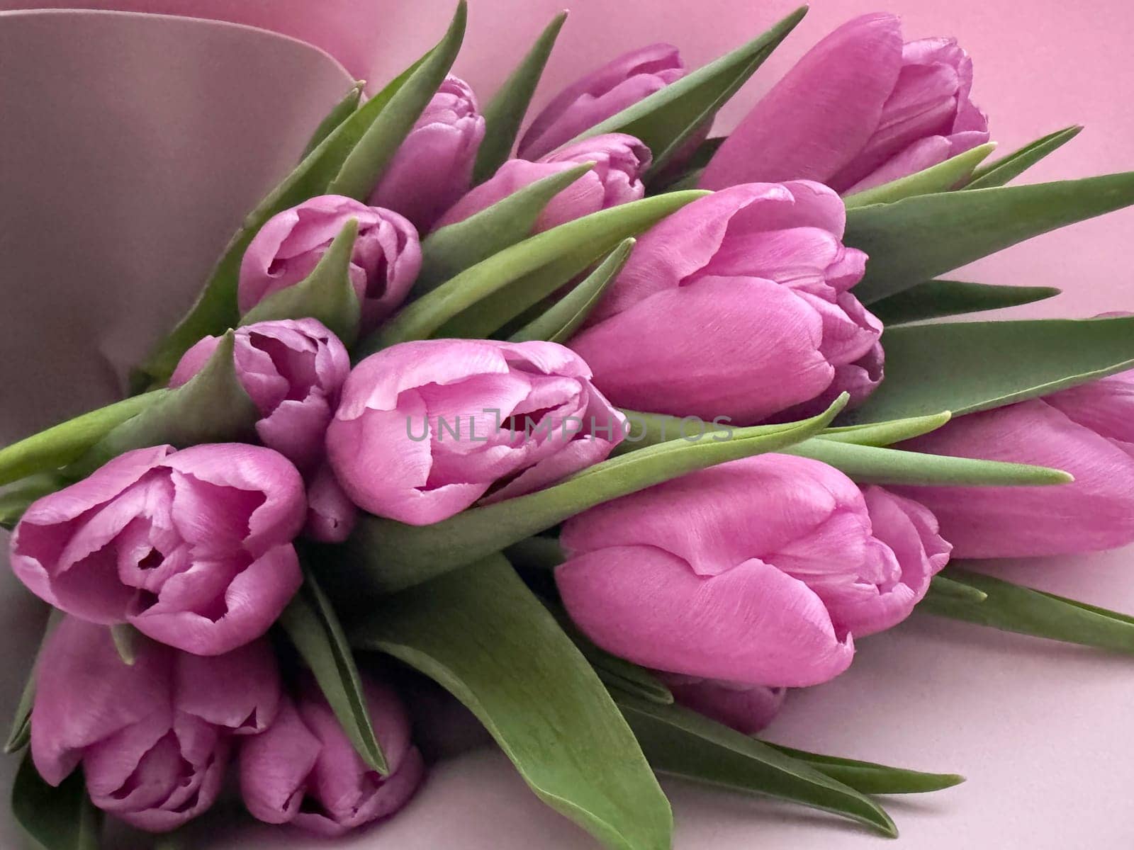 Bouquet of lilac tulips on a soft lilac background close-up by Annado