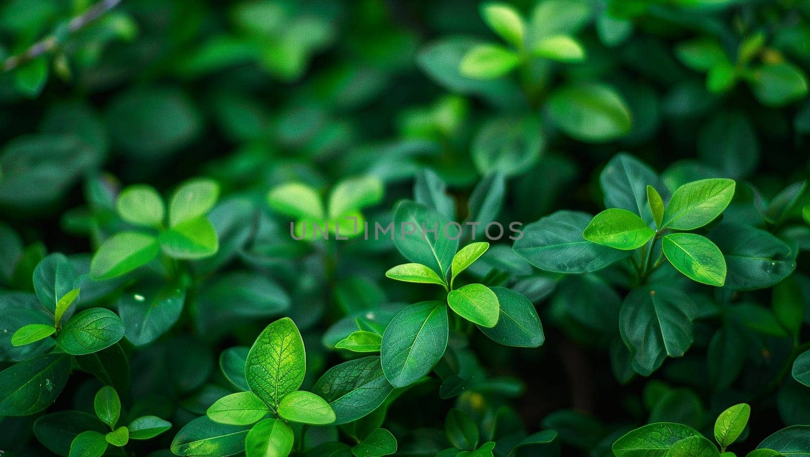 Leaves abstract green texture, nature background, tropical leaf. Beautiful wallpaper. by Sneznyj