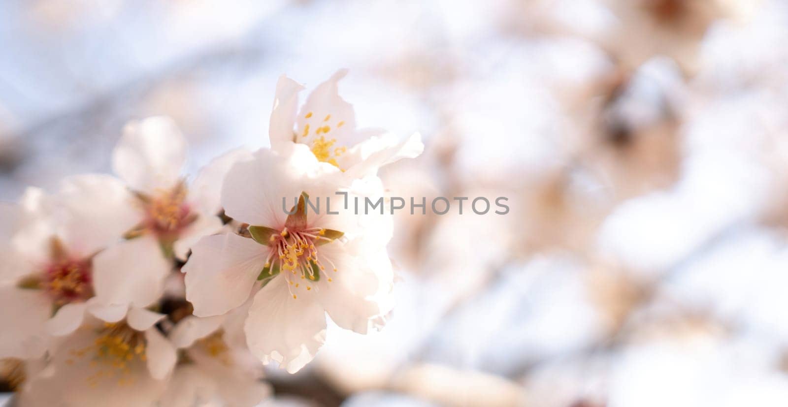 white blossoms almond spring, adorn tree branches under bright sunlight, marking the arrival of spring