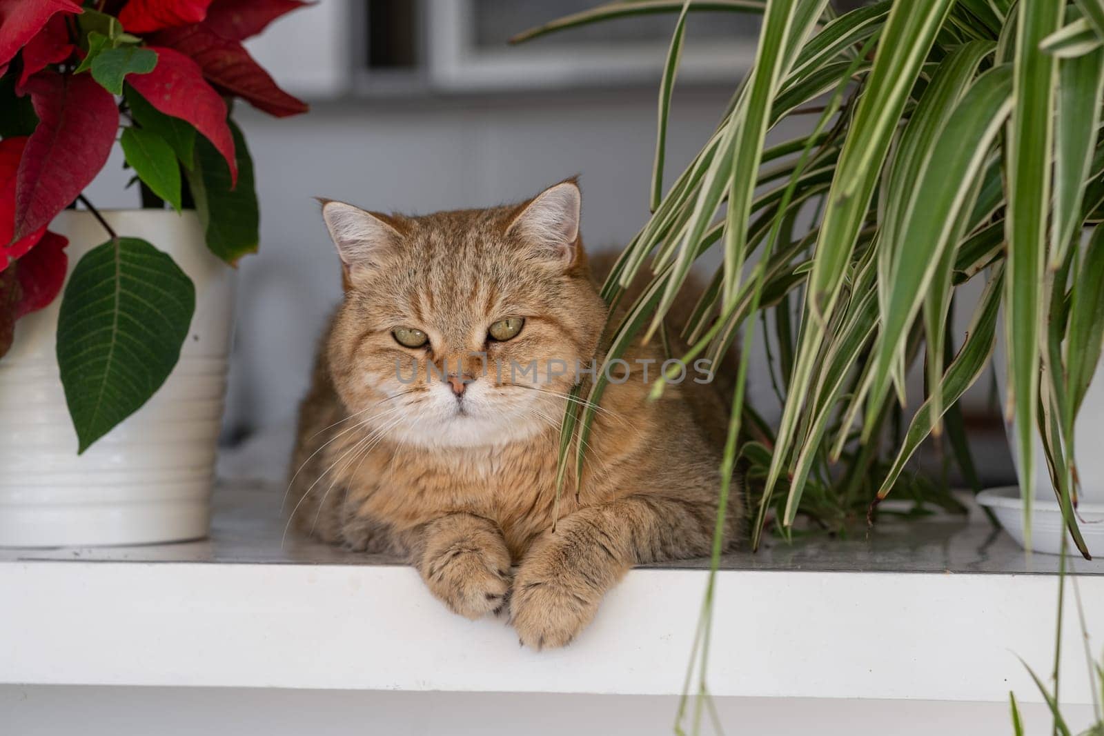 A beautiful domestic striped adult cat lies and sleeps on the windowsill by AnatoliiFoto