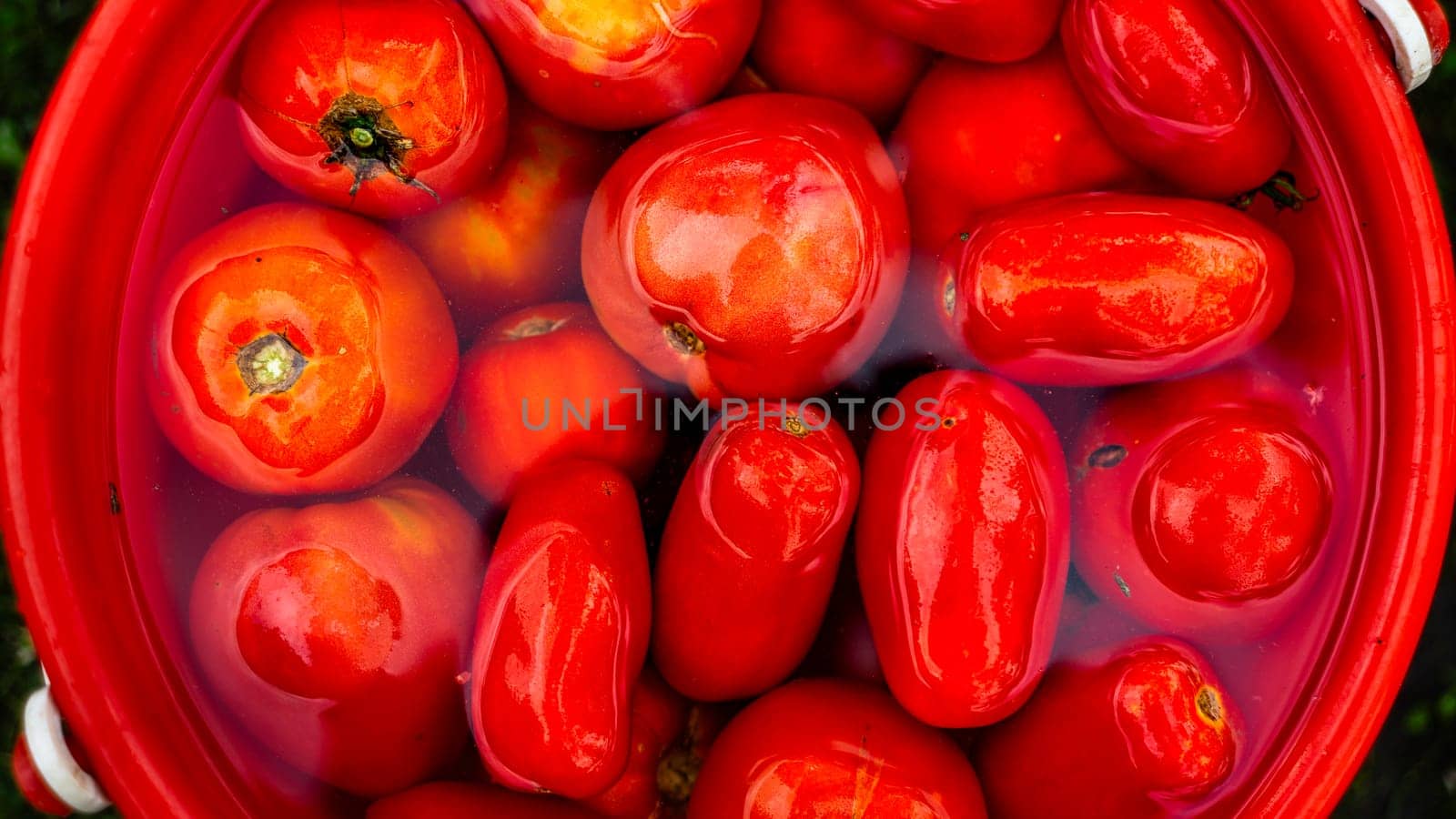 Fresh tomatoes in a bowl with water. Natural tomatoes, for making a sauce.
