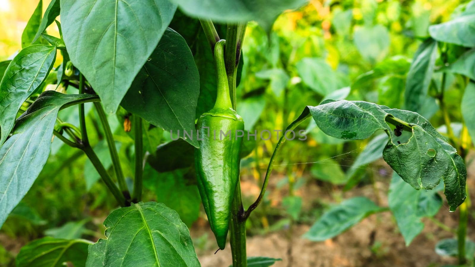 Close up photo of unripe hot green pepper on a branch in the garden.