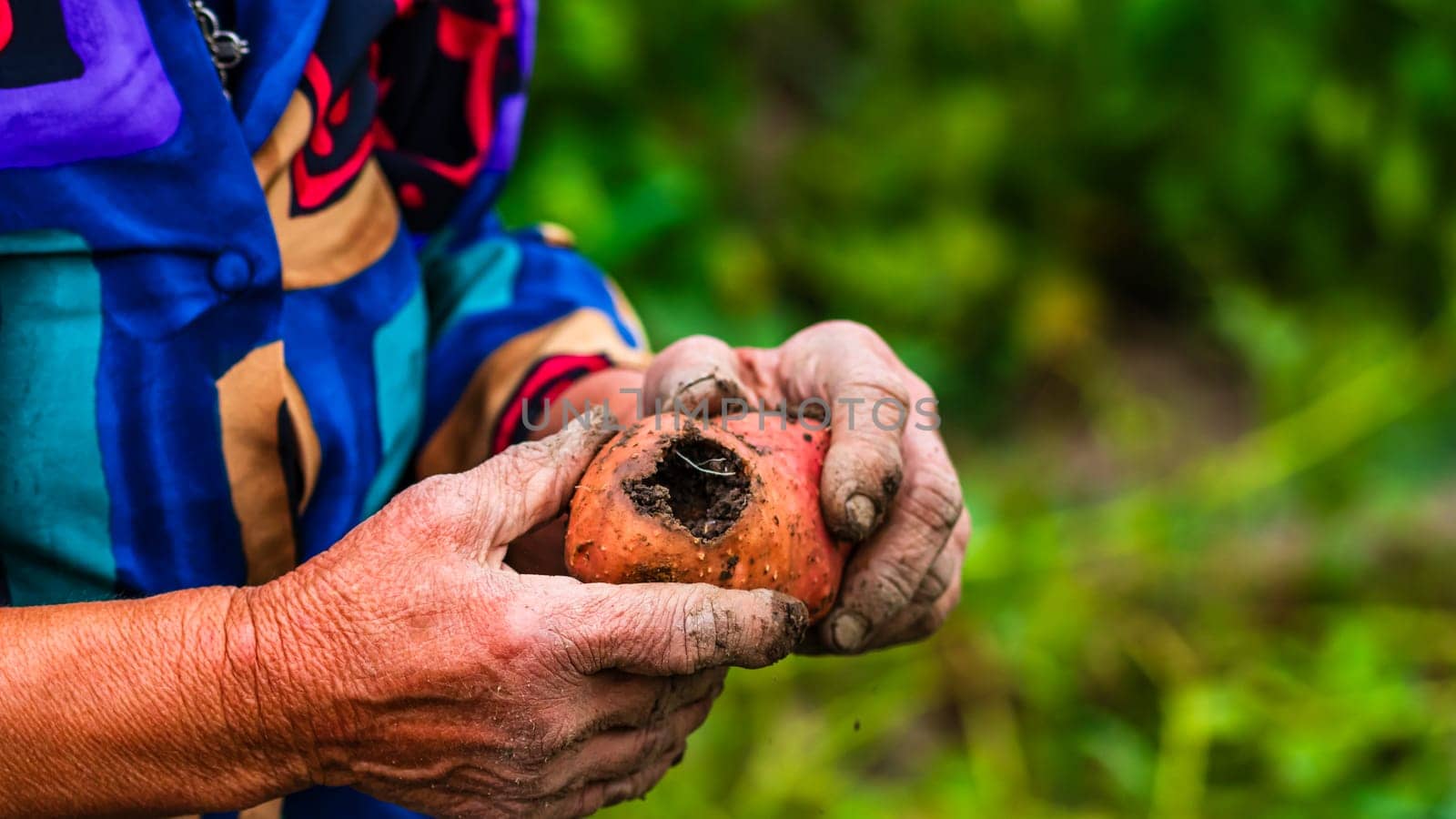  Dirty hard worked and wrinkled hands holding fresh organic potatoes. Old woman holding harvested drought damaged potatoe in hands. by vladispas