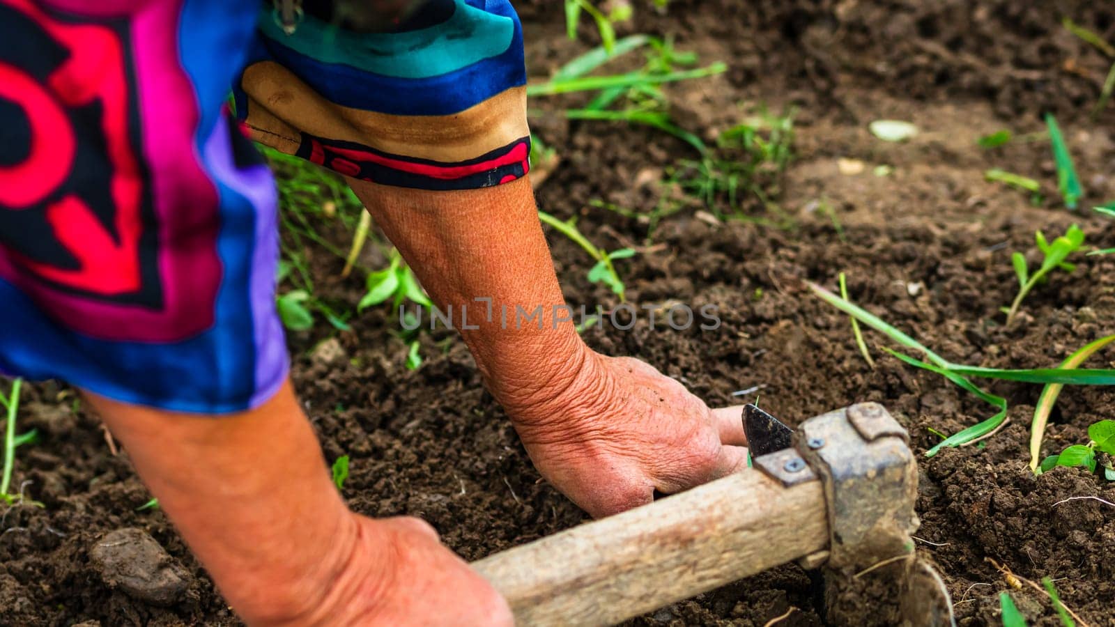 Harvesting and digging potatoes with hoe and hand in garden. Digging organic potatoes by dirty hard worked and wrinkled hand . by vladispas