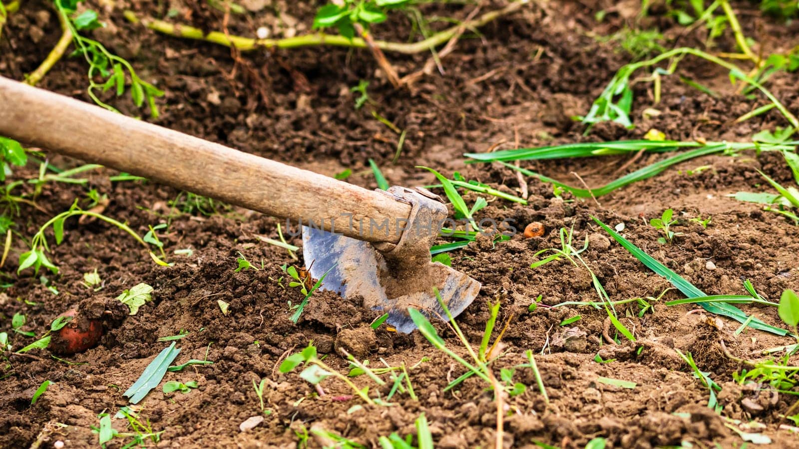 Close up of hoe tool for digging isolated in garden on the ground. by vladispas