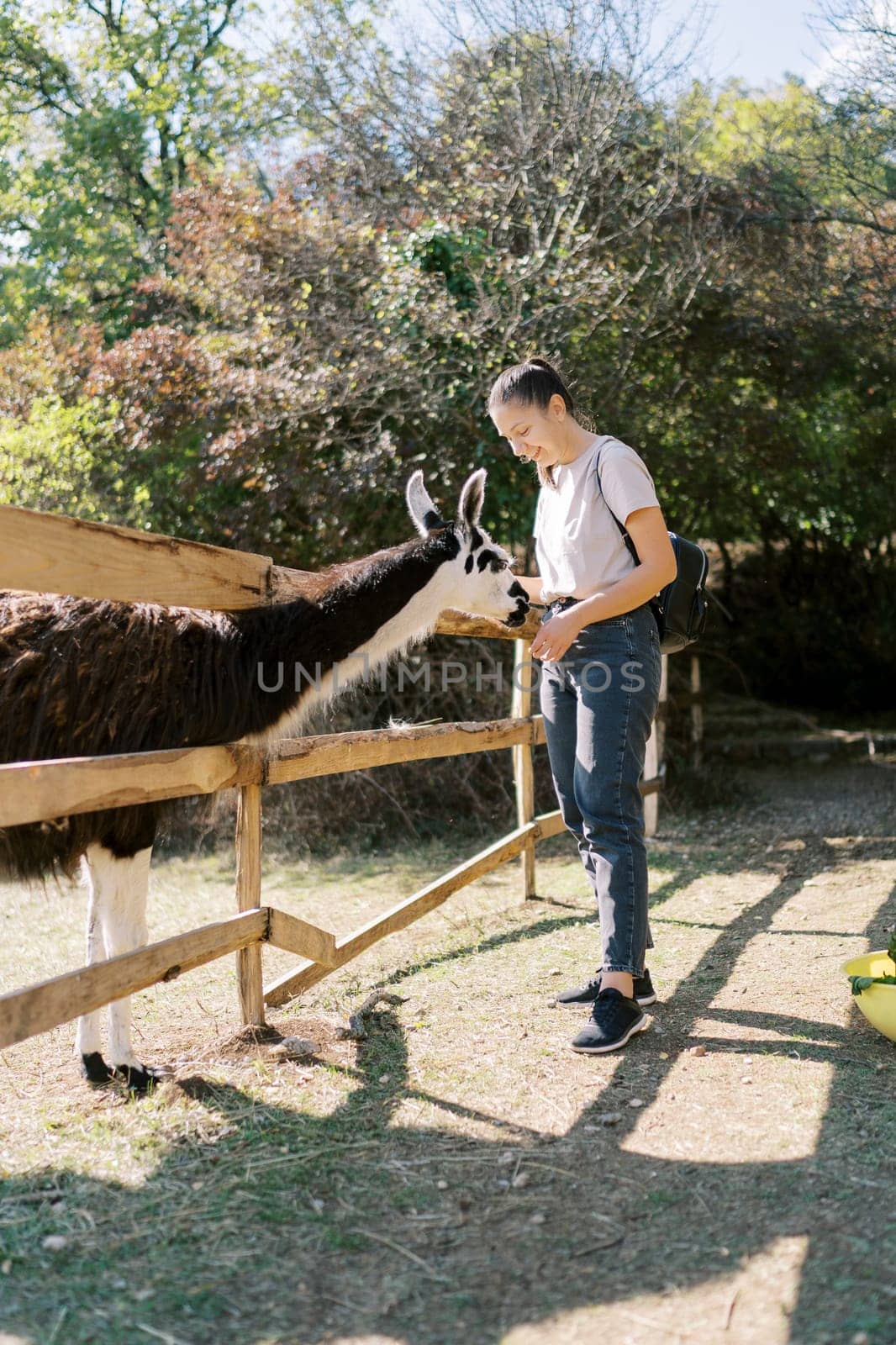 Young smiling woman feeding a llama leaning out from behind in the park by Nadtochiy