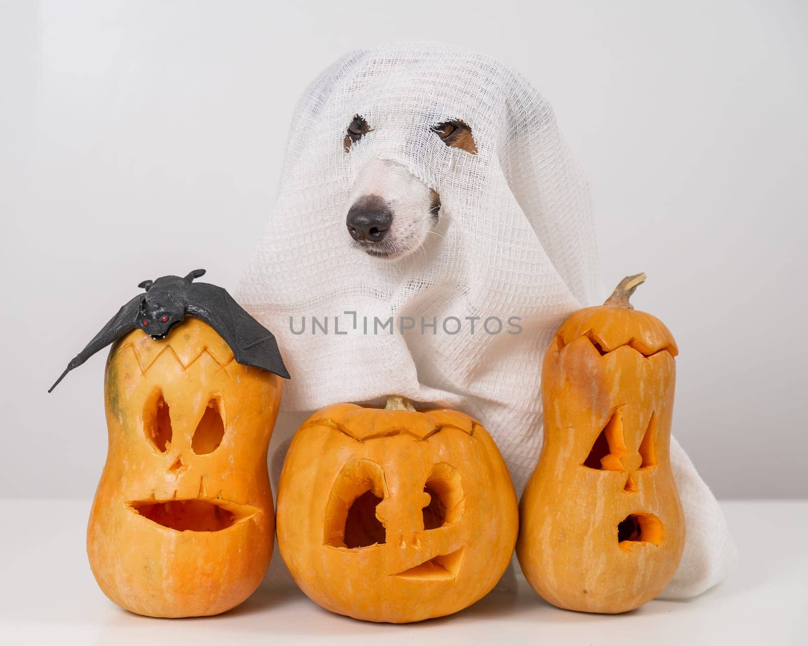 Jack Russell Terrier dog in a ghost costume and three jack-o-lanterns on a white background