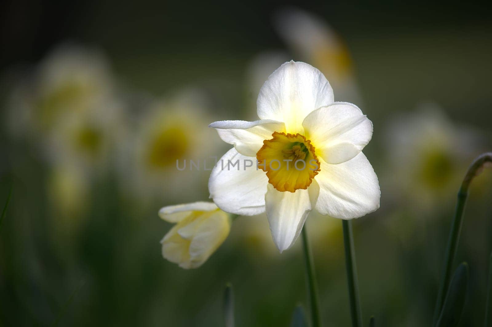 The focus on the daffodils creates a sharp contrast with the intentionally blurred background