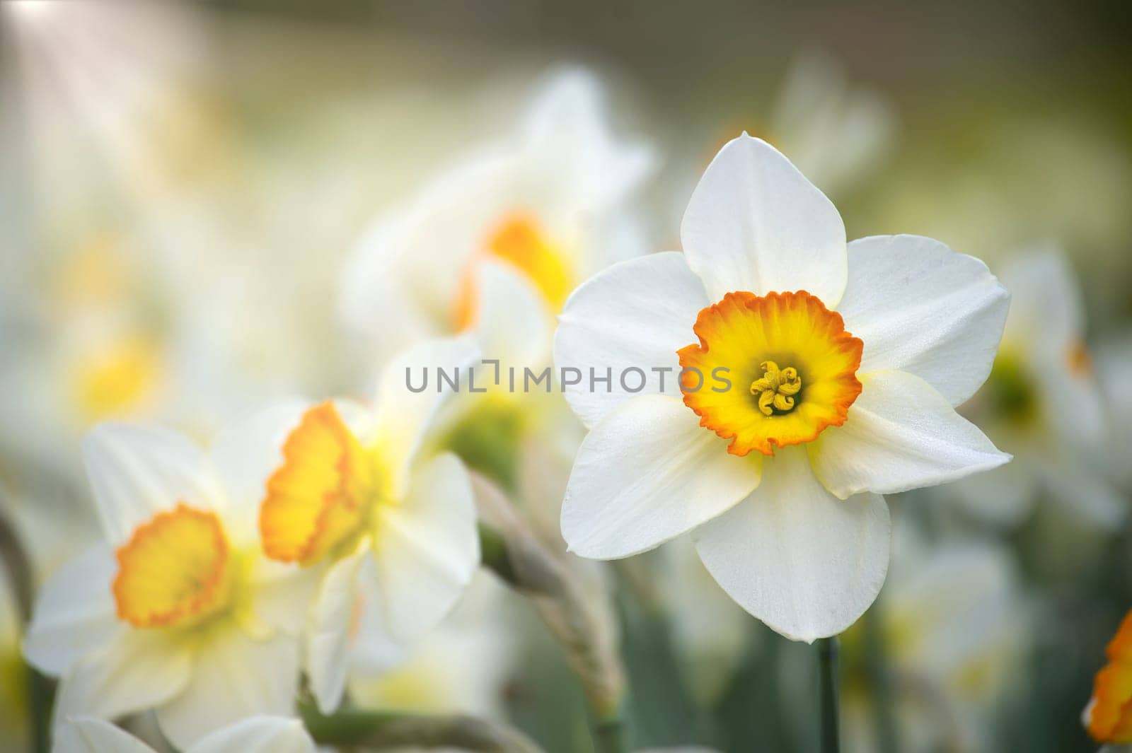White daffodils also known as narcissus in full bloom, focus on the daffodils creates a sharp contrast with the blurred background