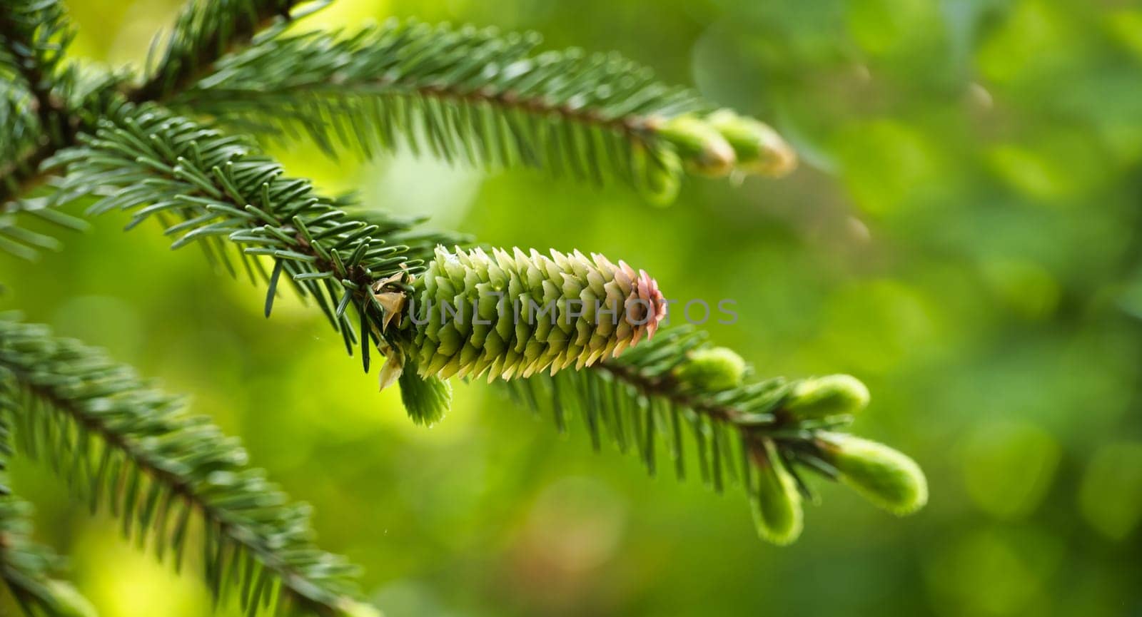Close up of a green fir cone on a fir tree branch, young fir cone showing a green hue with hints of pink at its tips