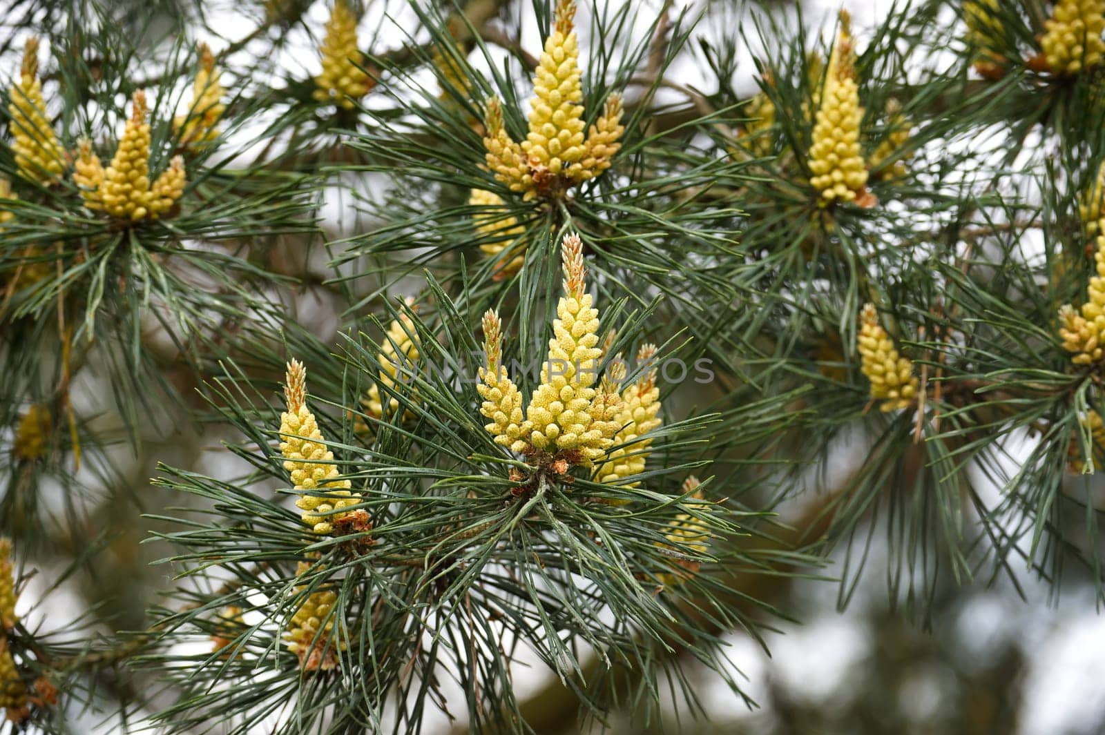 Close up view of a pine tree, showing off its branches with green needles and yellow cones or pollen