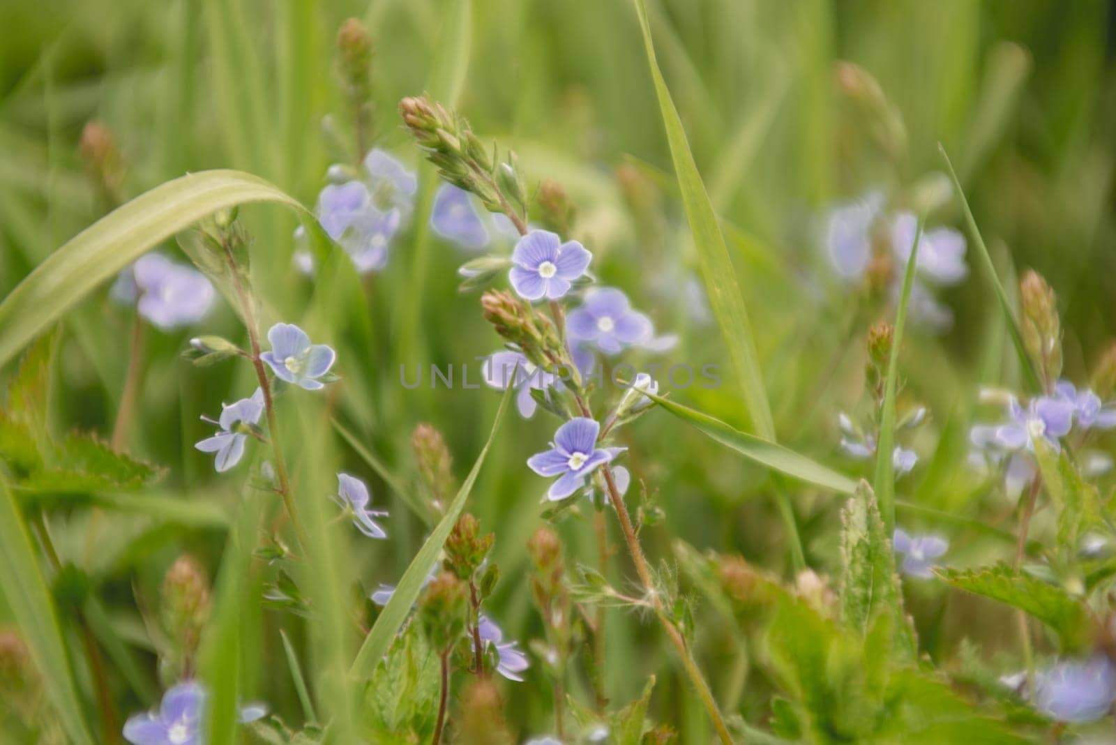 Background of blurry wildflowers buds supposedly mint - image