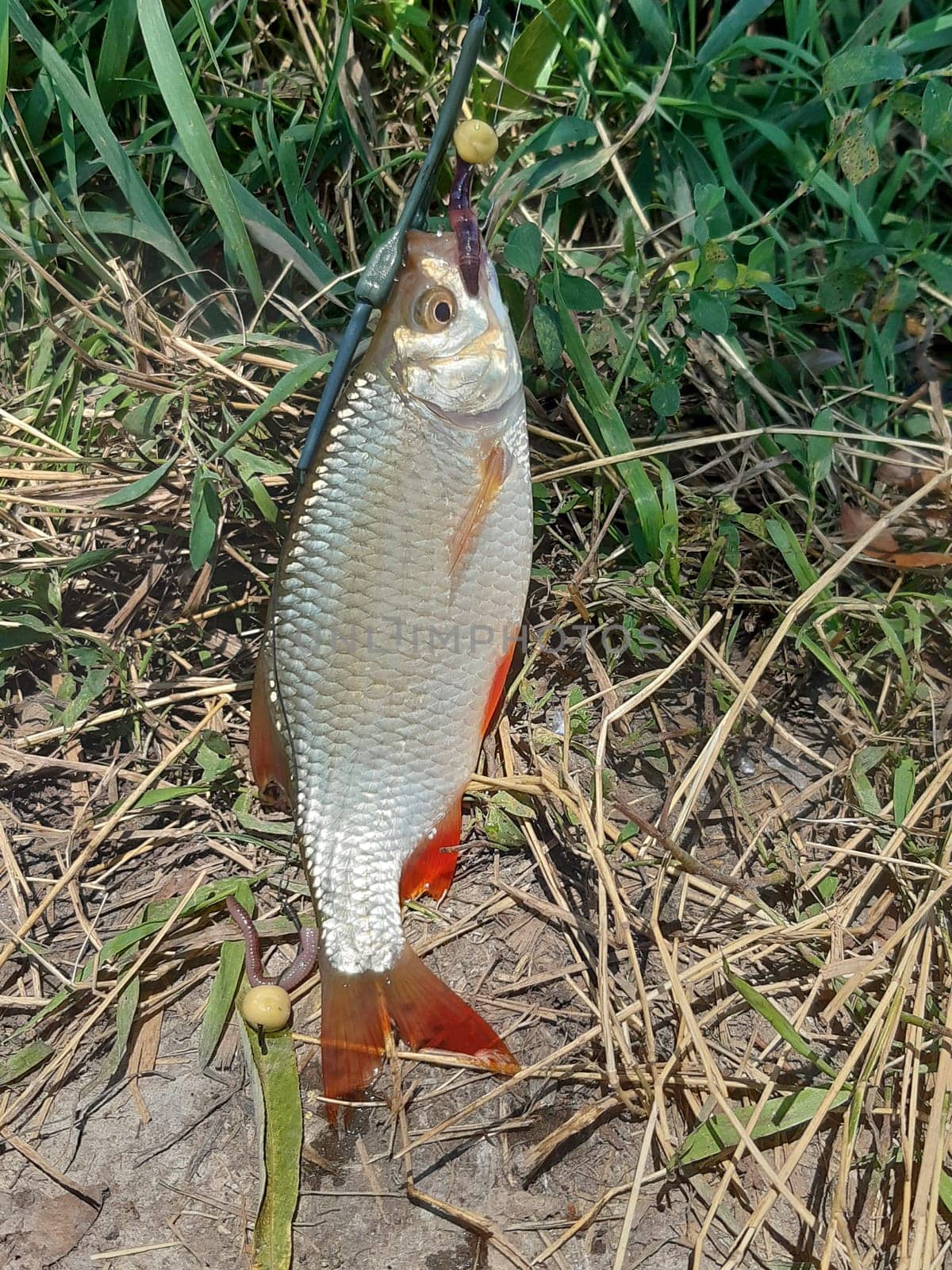 Common Rudd. Fish of the carp family.In New Zealand and Canada it is considered a nuisance fish that displaces native fish species.