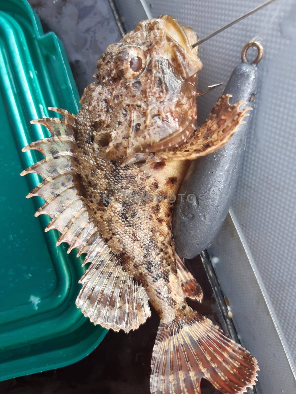 Black Sea scorpionfish, or Black Sea sea ruff.The maximum body length is 40 cm, usually about 15 cm. When inserted, swelling begins.