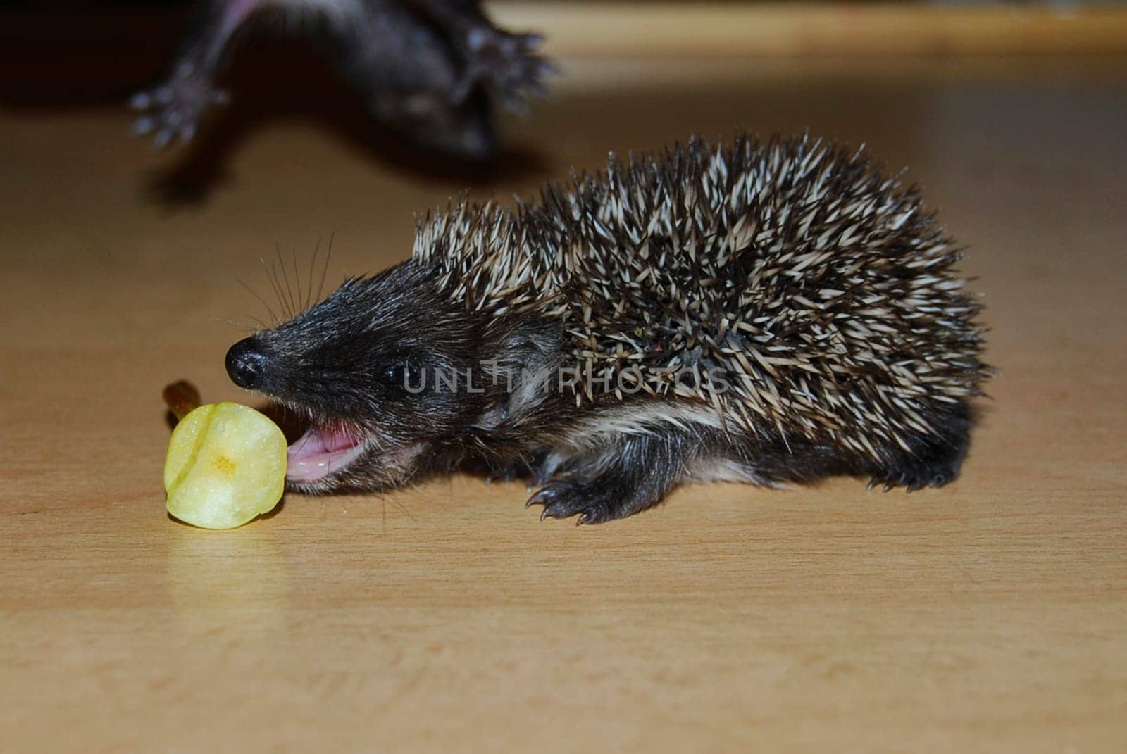 Little hedgehog. Two weeks old. One hedgehog is eating a pear.