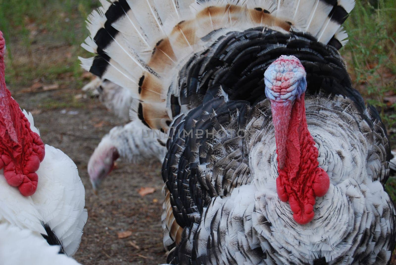 Domestic bird. Quite tasty for the holidays.Gobbler . A colourful bird with an unpleasant song.