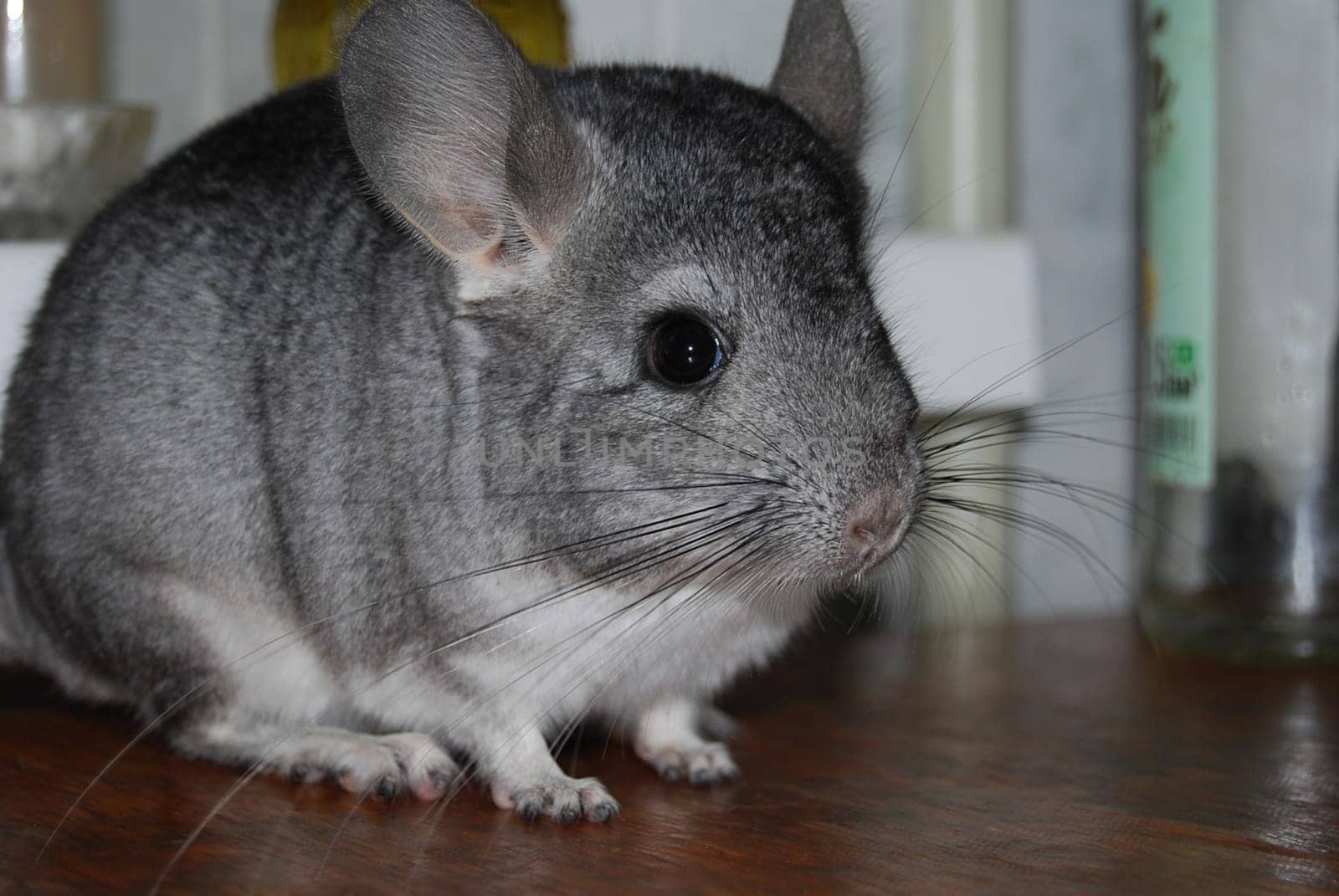 Chinchilla gray. With a long mustache.   A handsome male. On the hands of a gray chinchilla.