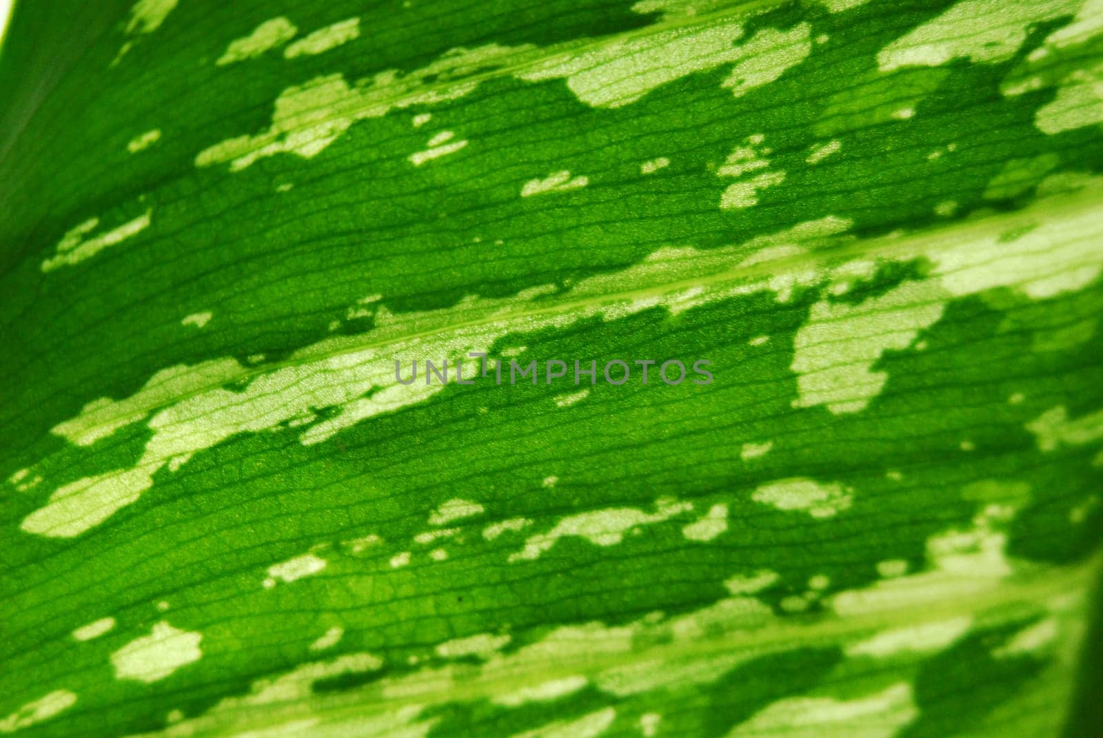 Plant of South and North America.Micro photo of a Dieffenbachia leaf.Grown at home in Europe.