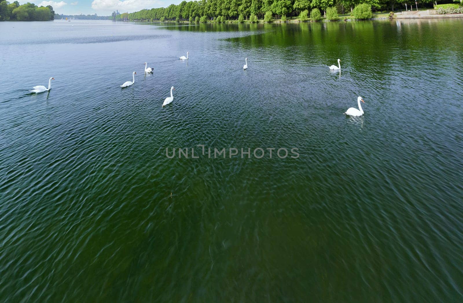 Swans swimming gracefully on lake in the day by mot1963